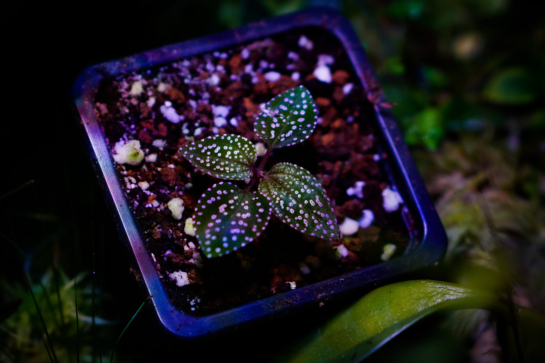 Les différents substrats