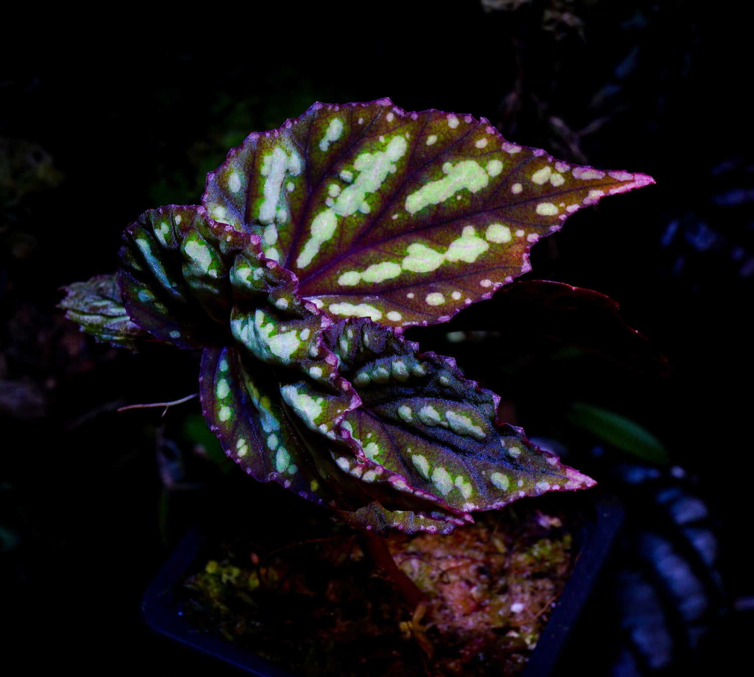 Bégonia