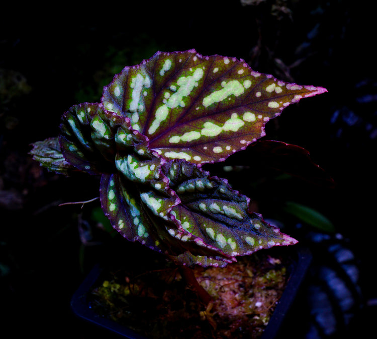 Bégonia