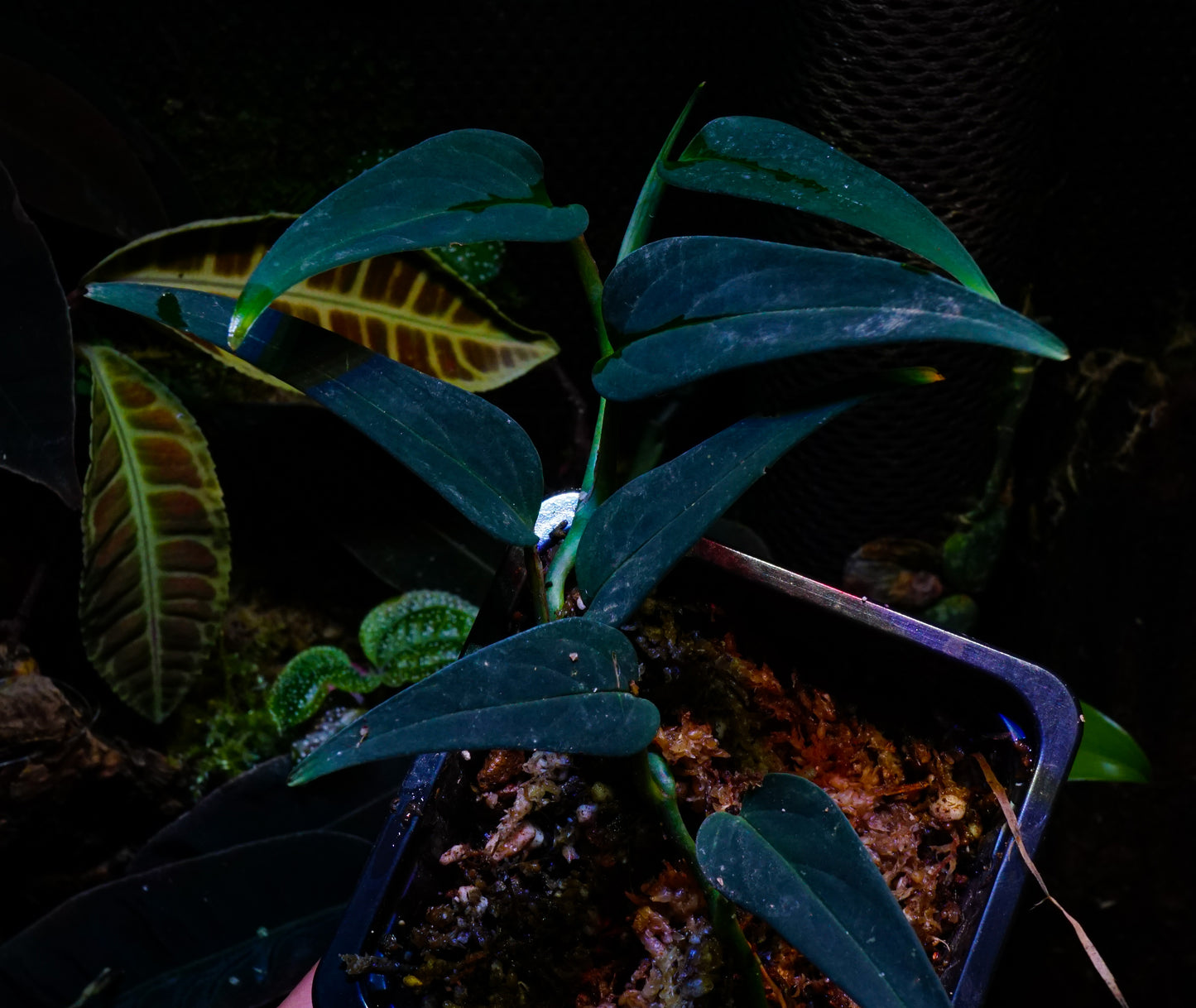 Anadendrum calcicola