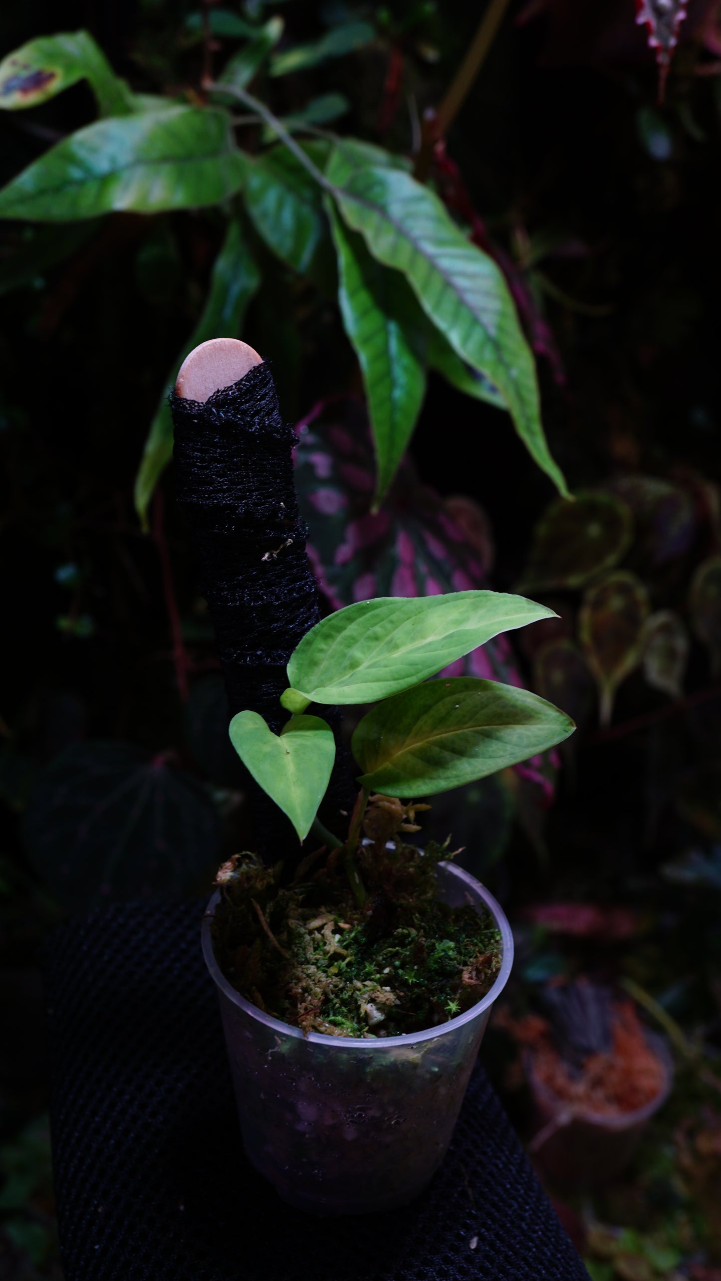 Anadendrum calcicola ( Green)