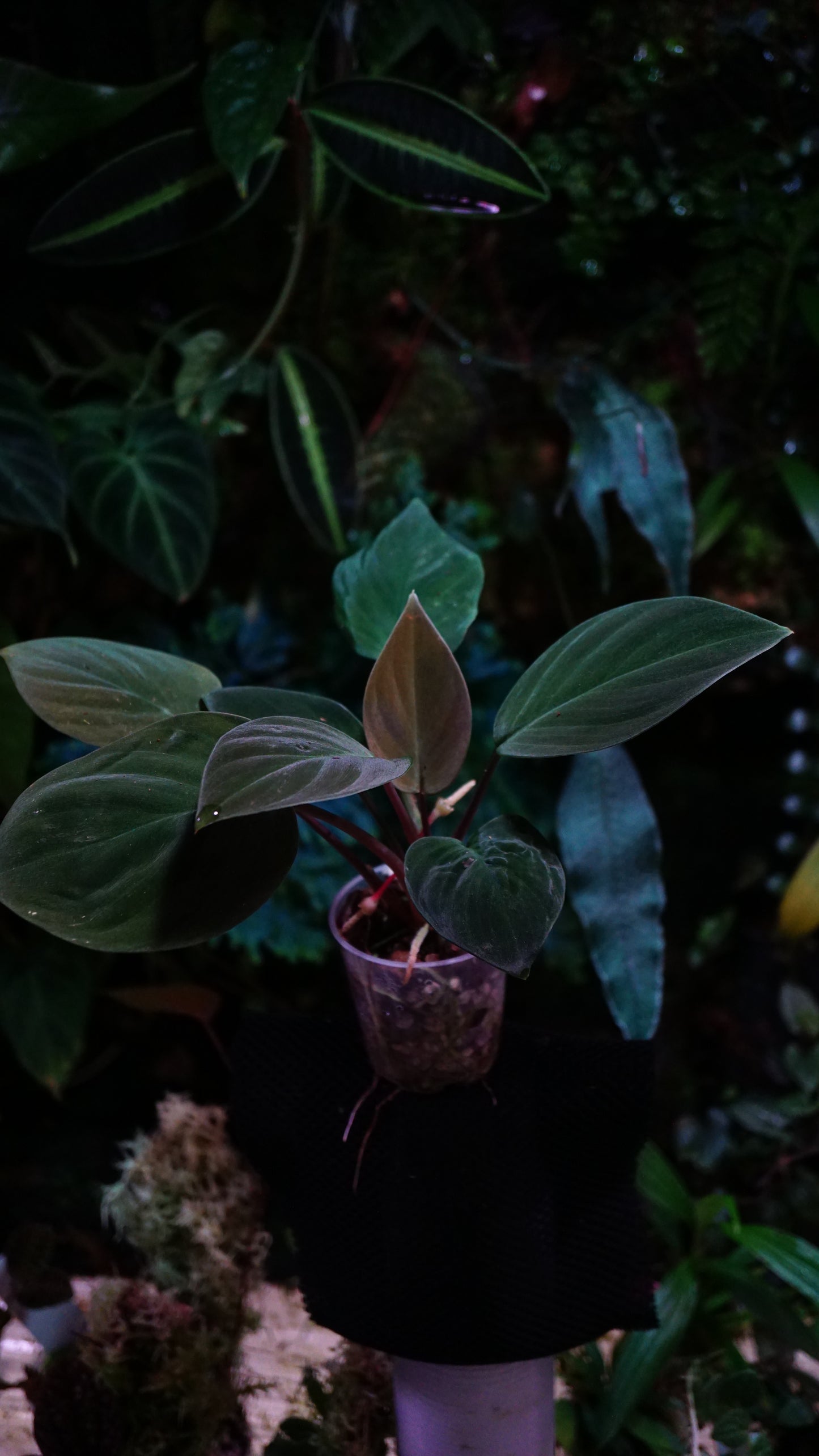 Homalomena humilis