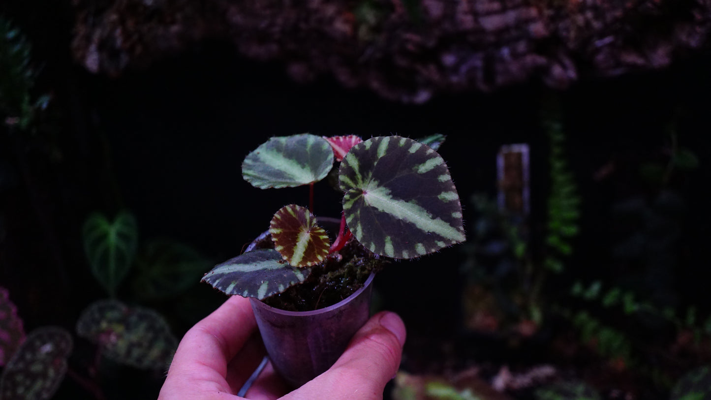 Begonia cleopatrae