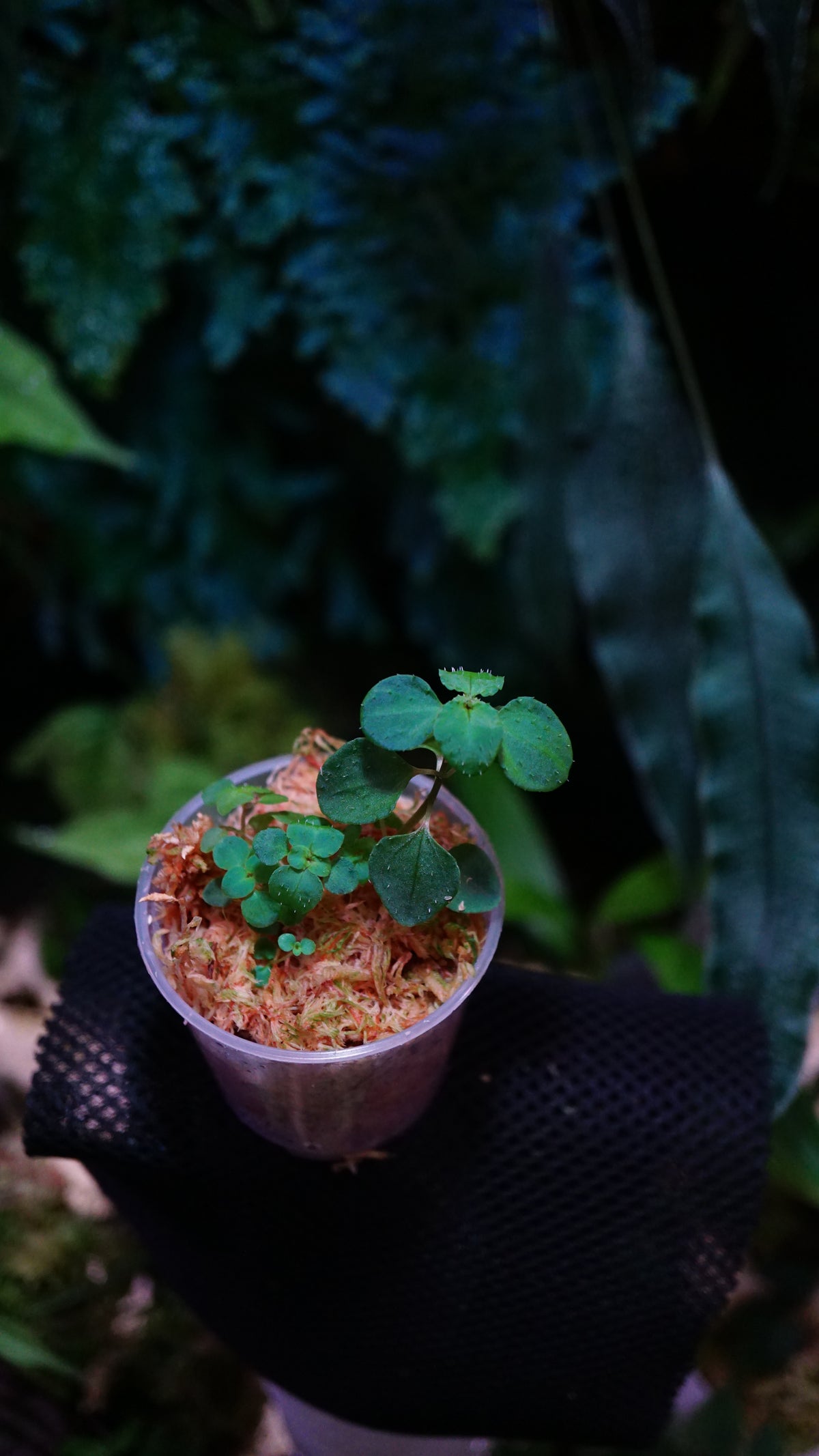 Sarcopyramis parvifolia (cyan form)
