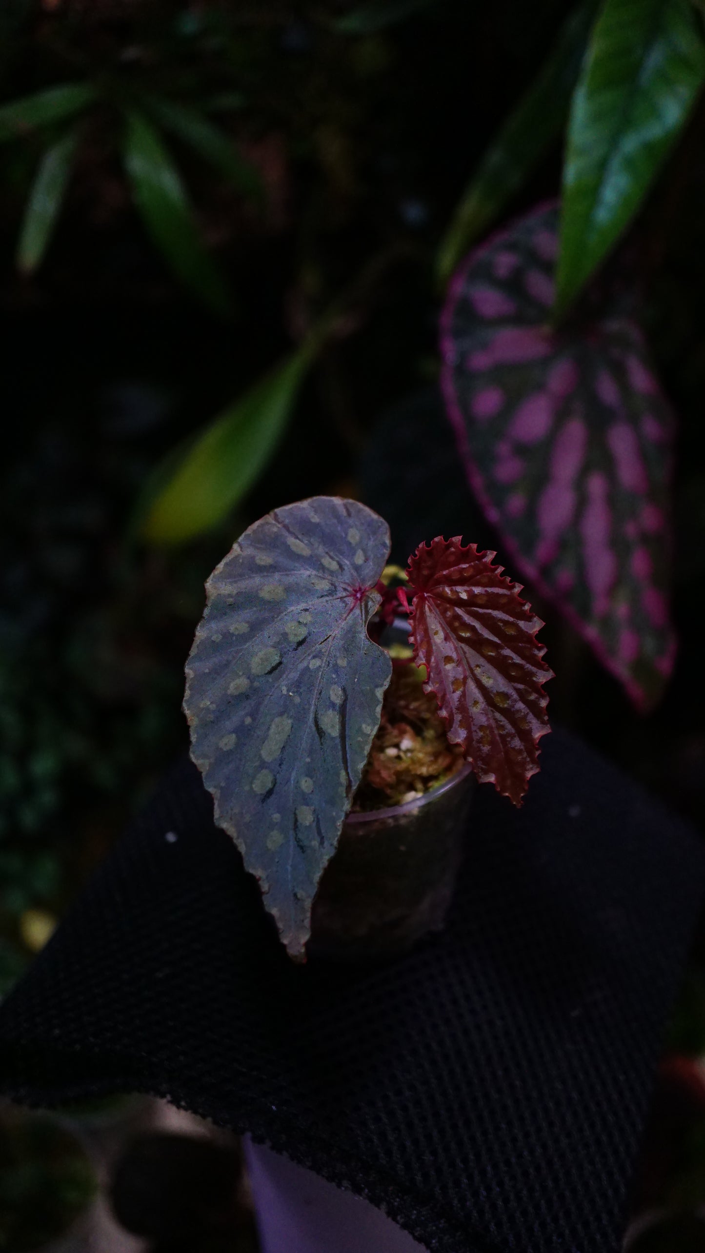 Bégonia chlorosticta x kapuashuluensis