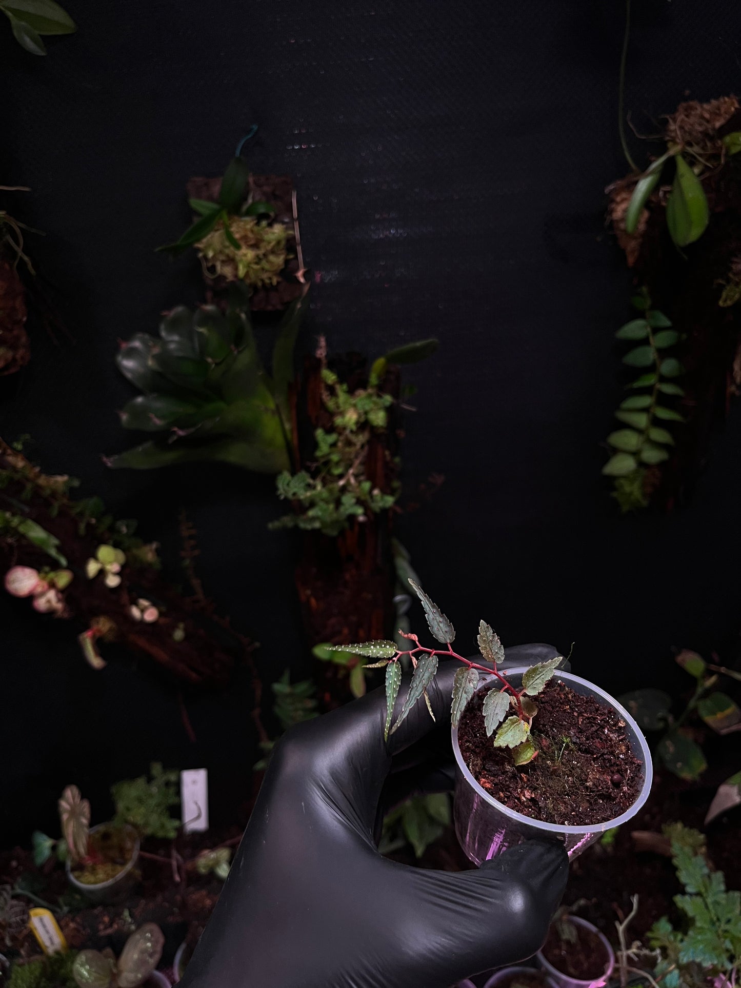 Begonia pteridiformis dark