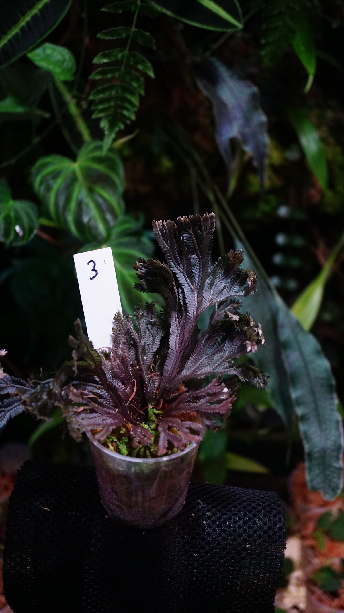 Selaginella intermedia sp purple N3