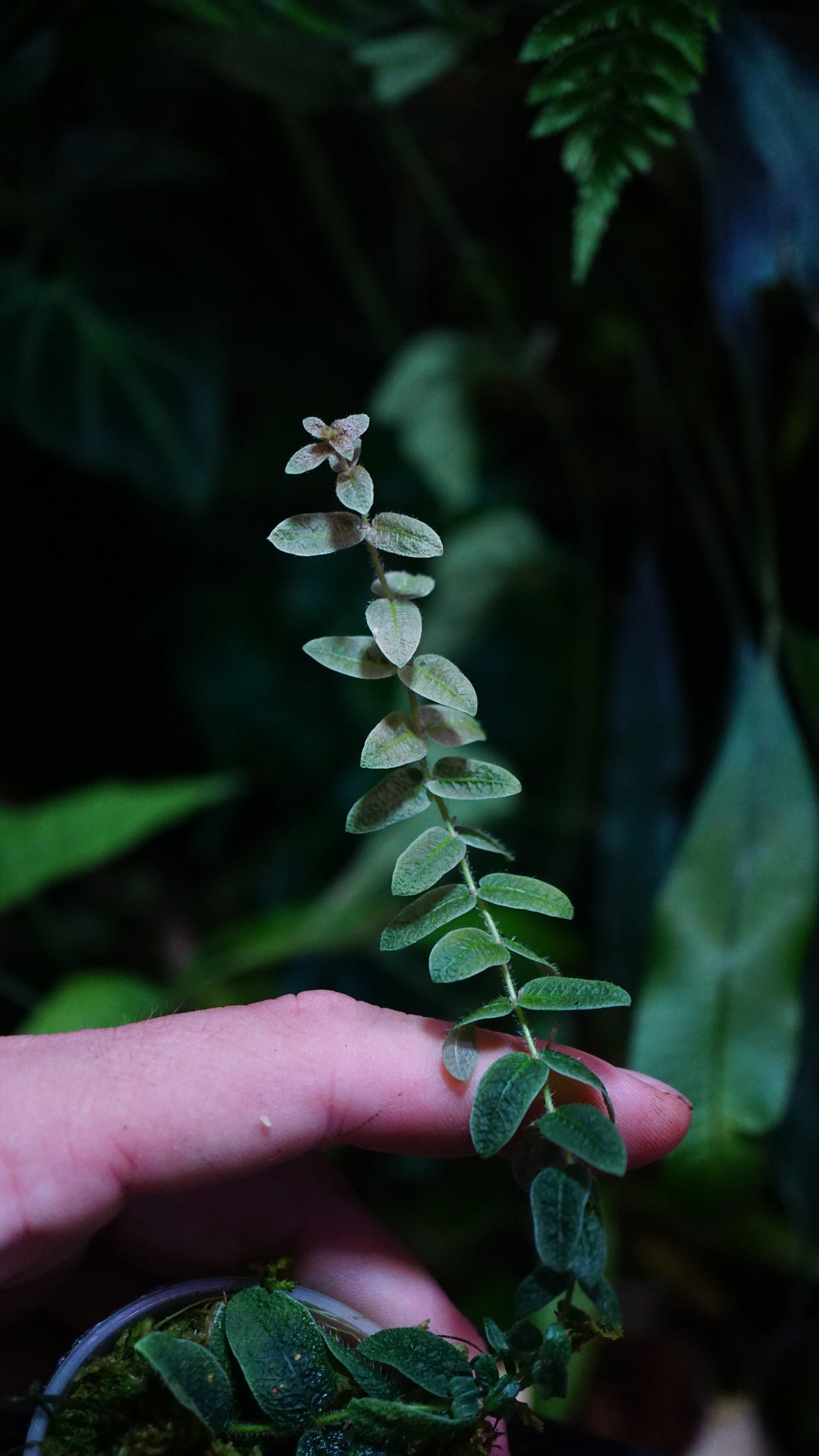 Micrechites Serpilifolia