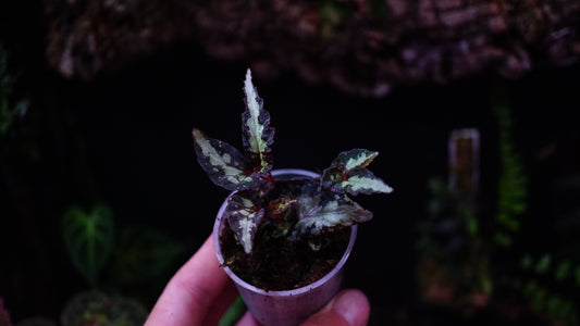 Begonia u679