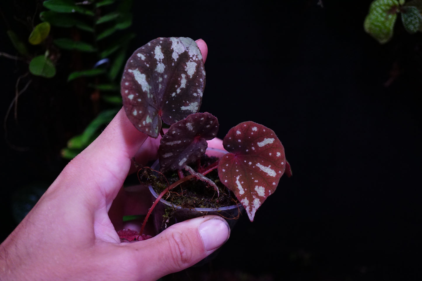 Begonia bonii