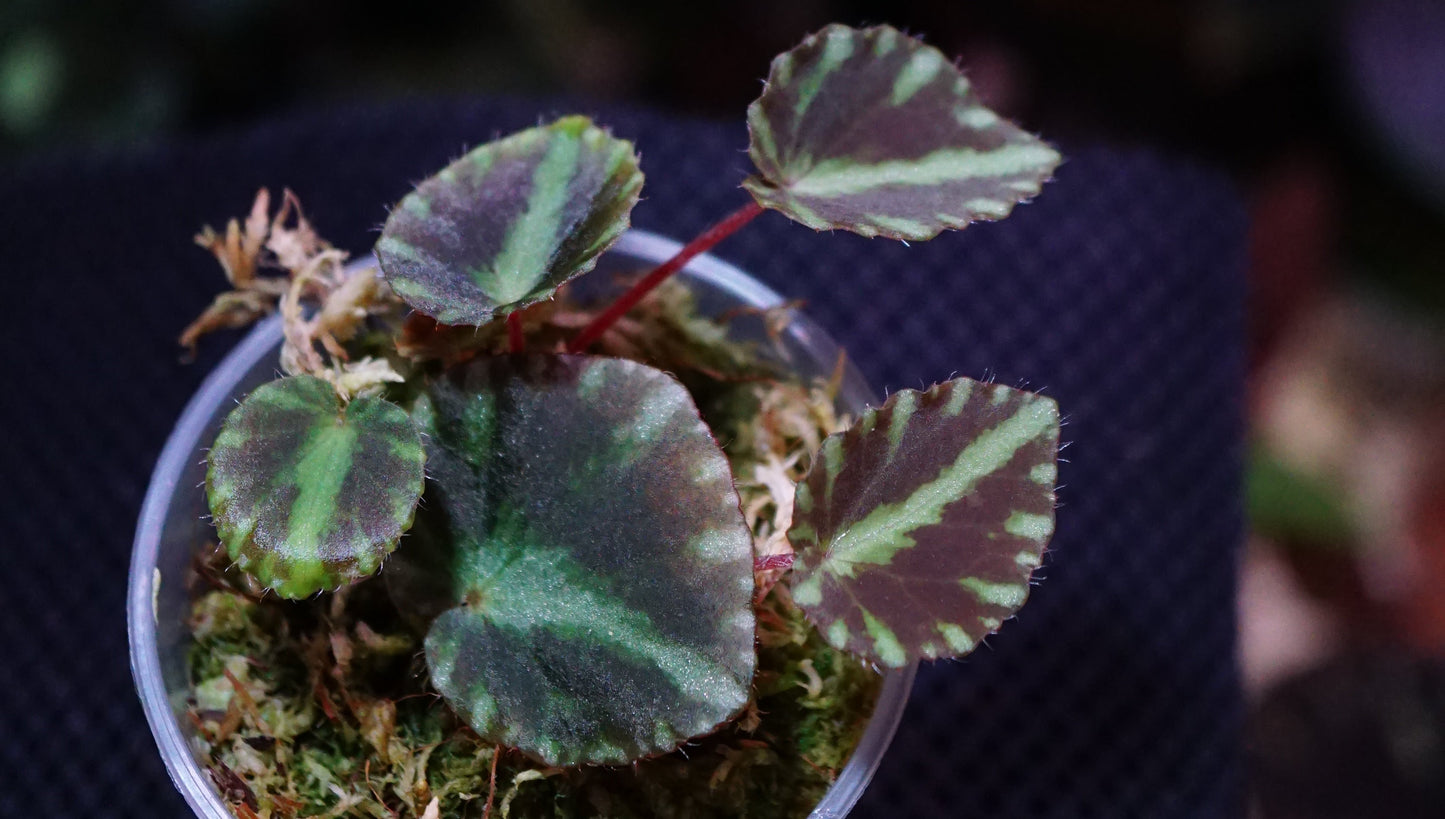 Begonia cleopatrae