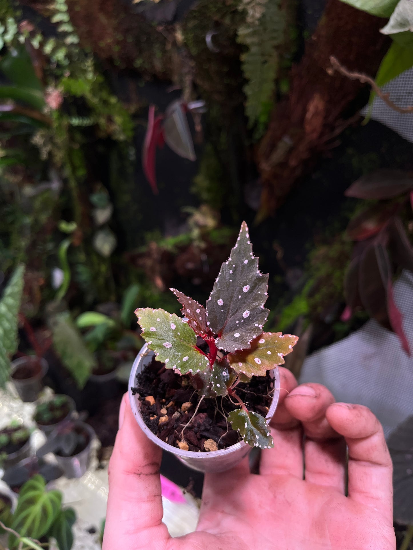 Begonia Sumatra white dot