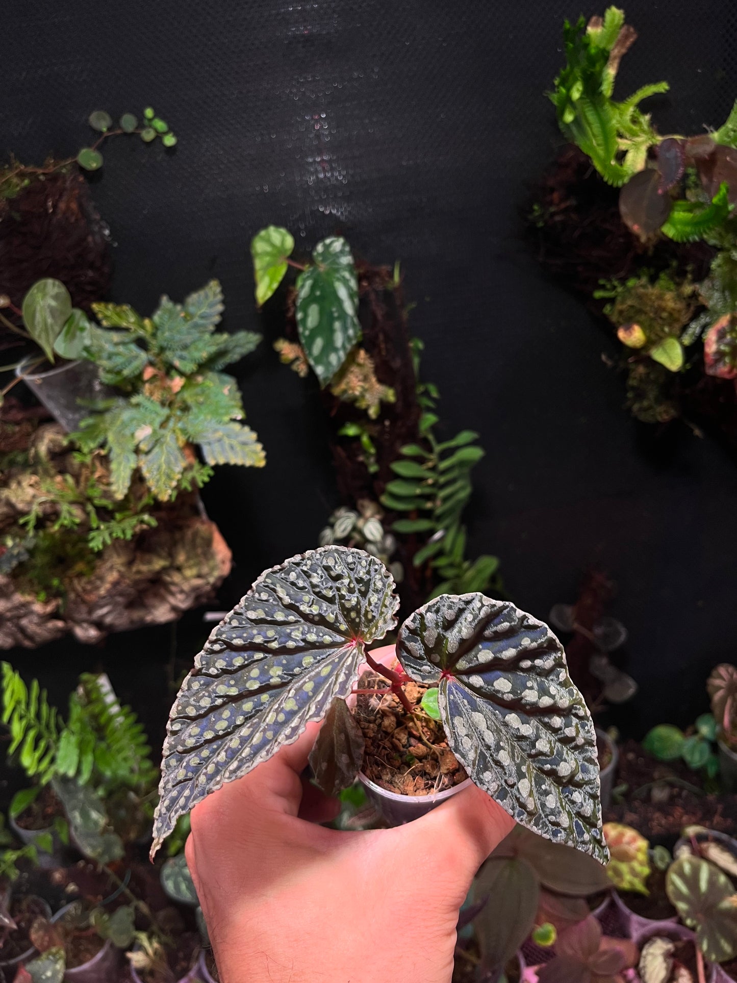Begonia chlorosticta x kapuashuluensis