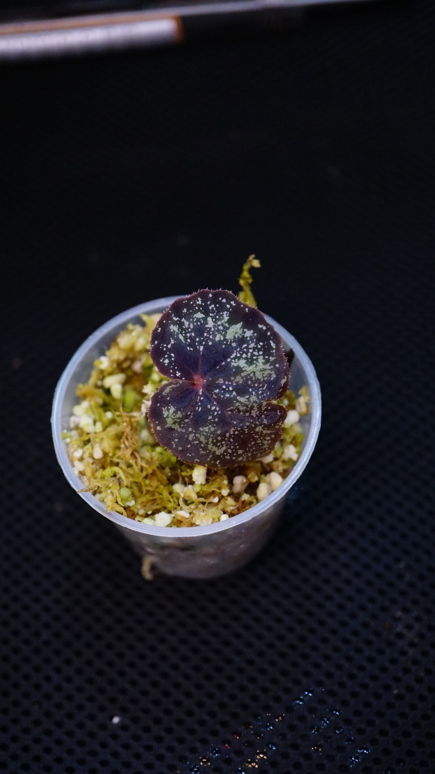 Bégonia curtisii ( krabi form  )