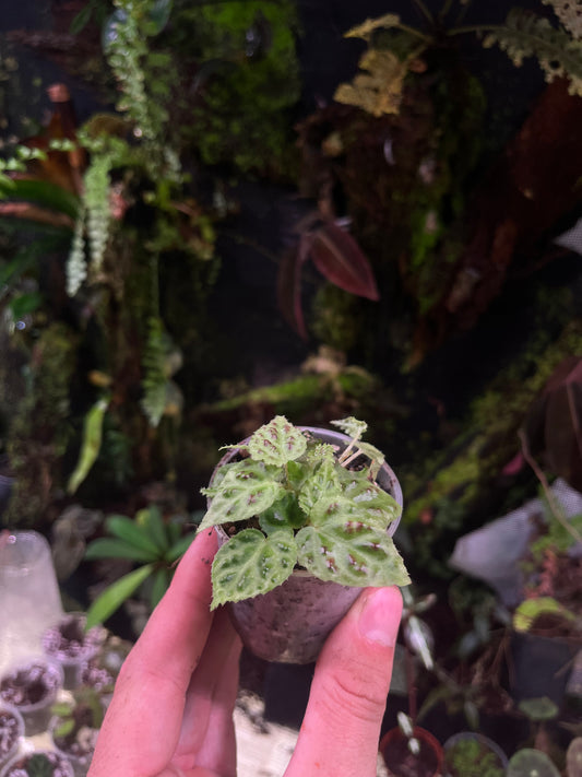 Begonia dracopelta
