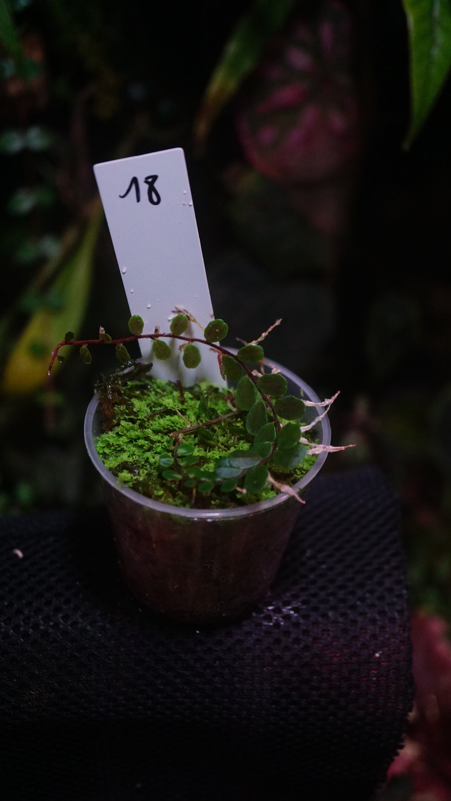 Marcgravia sp 18