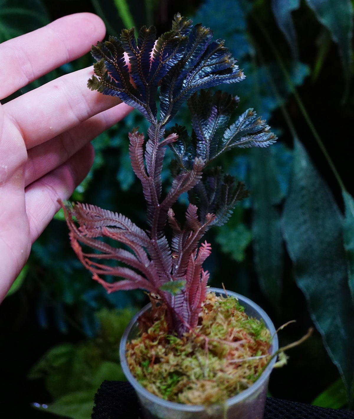 Selaginella sp ( dark species ) 2