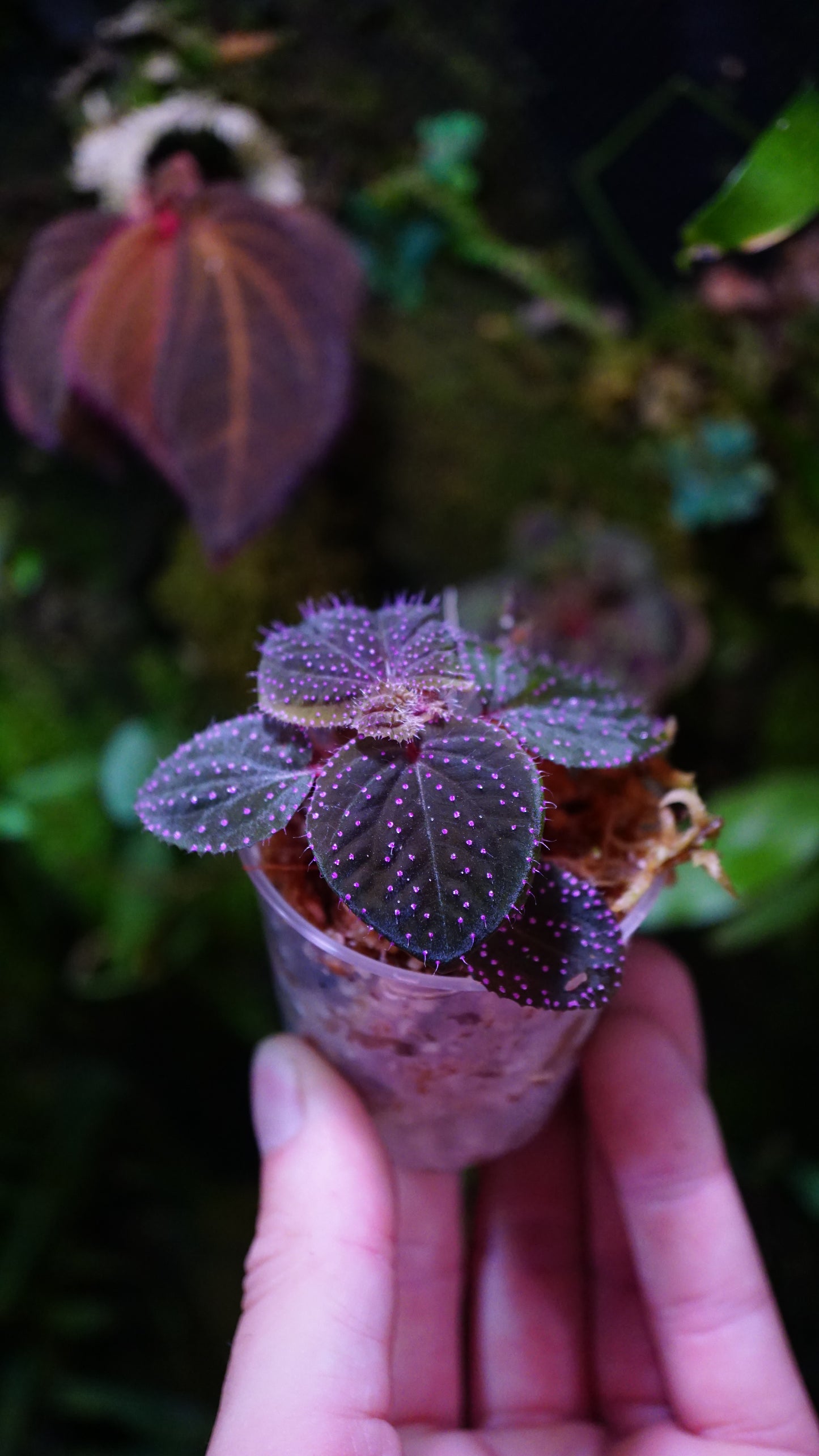 Sarcopyramis sp pink