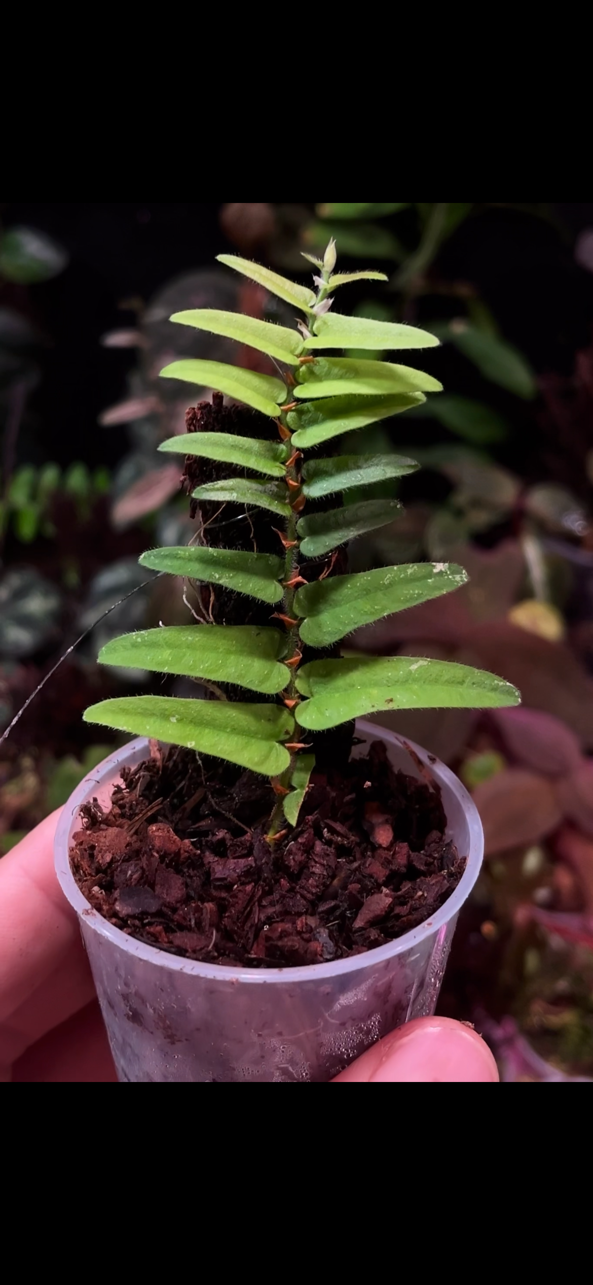 Ficus sp