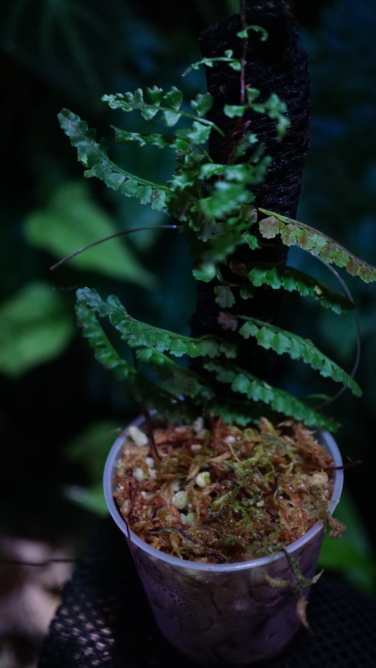 Teratophyllum sp aculeatum