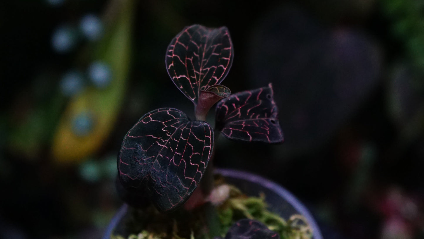 Anoectochilus annamensis