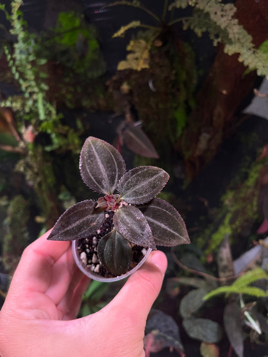 Arthrostemma parviflora