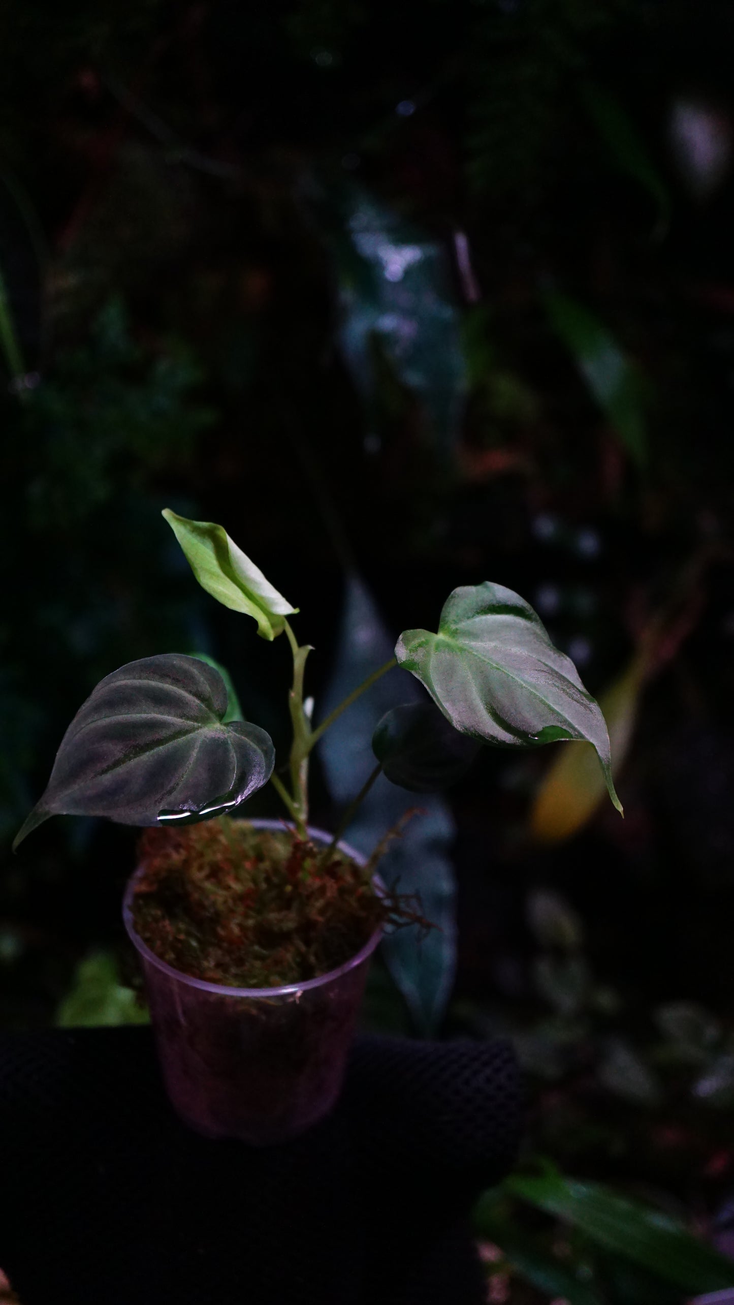 Philodendron verrucusum mini