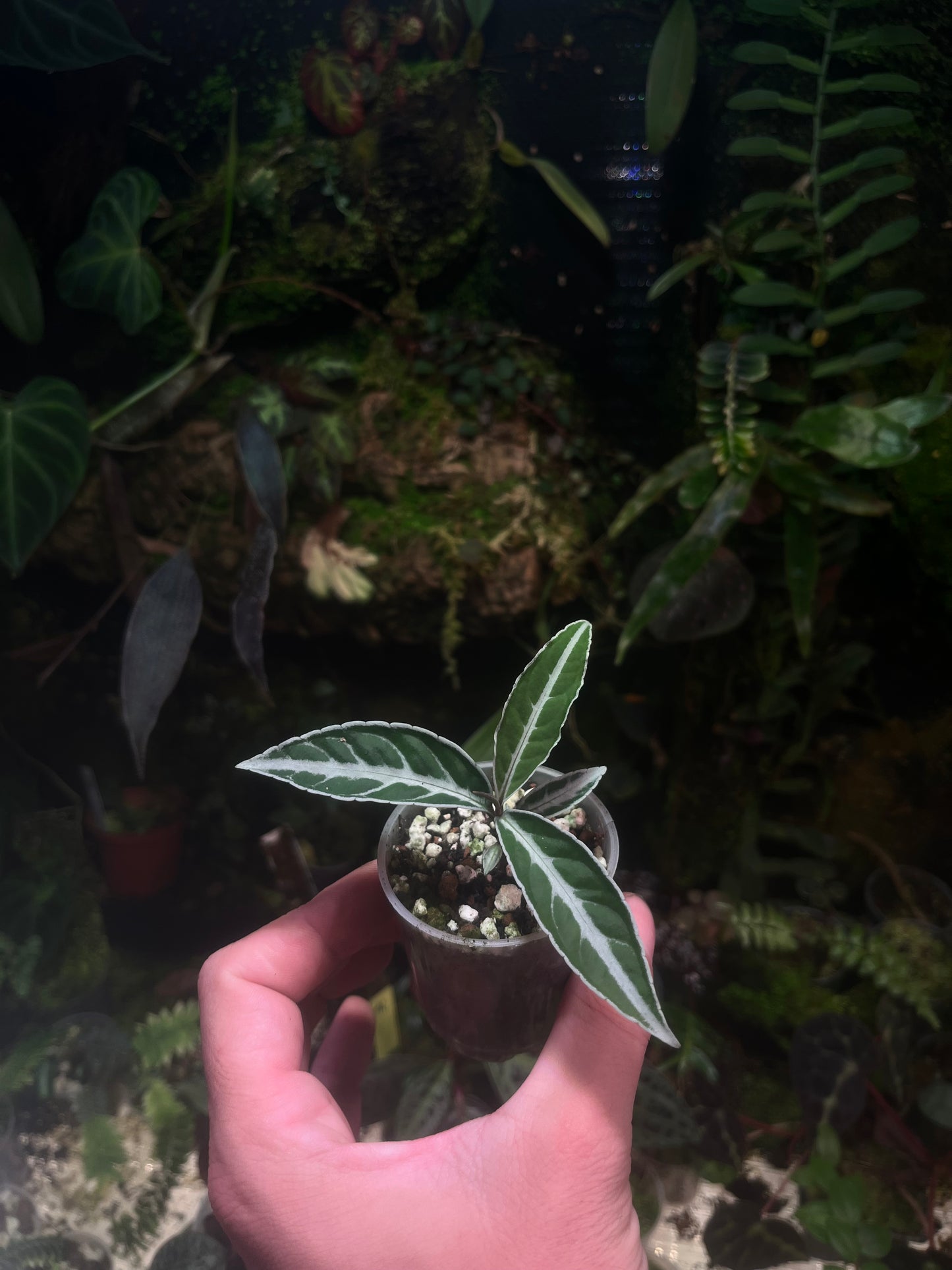 Labisia sp