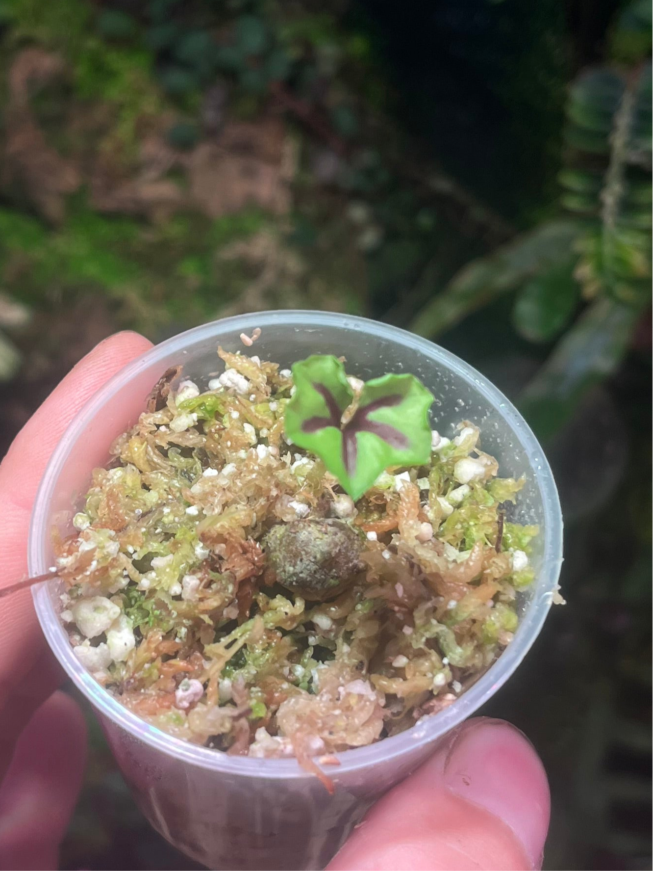 Nervilia Infundibulifolia