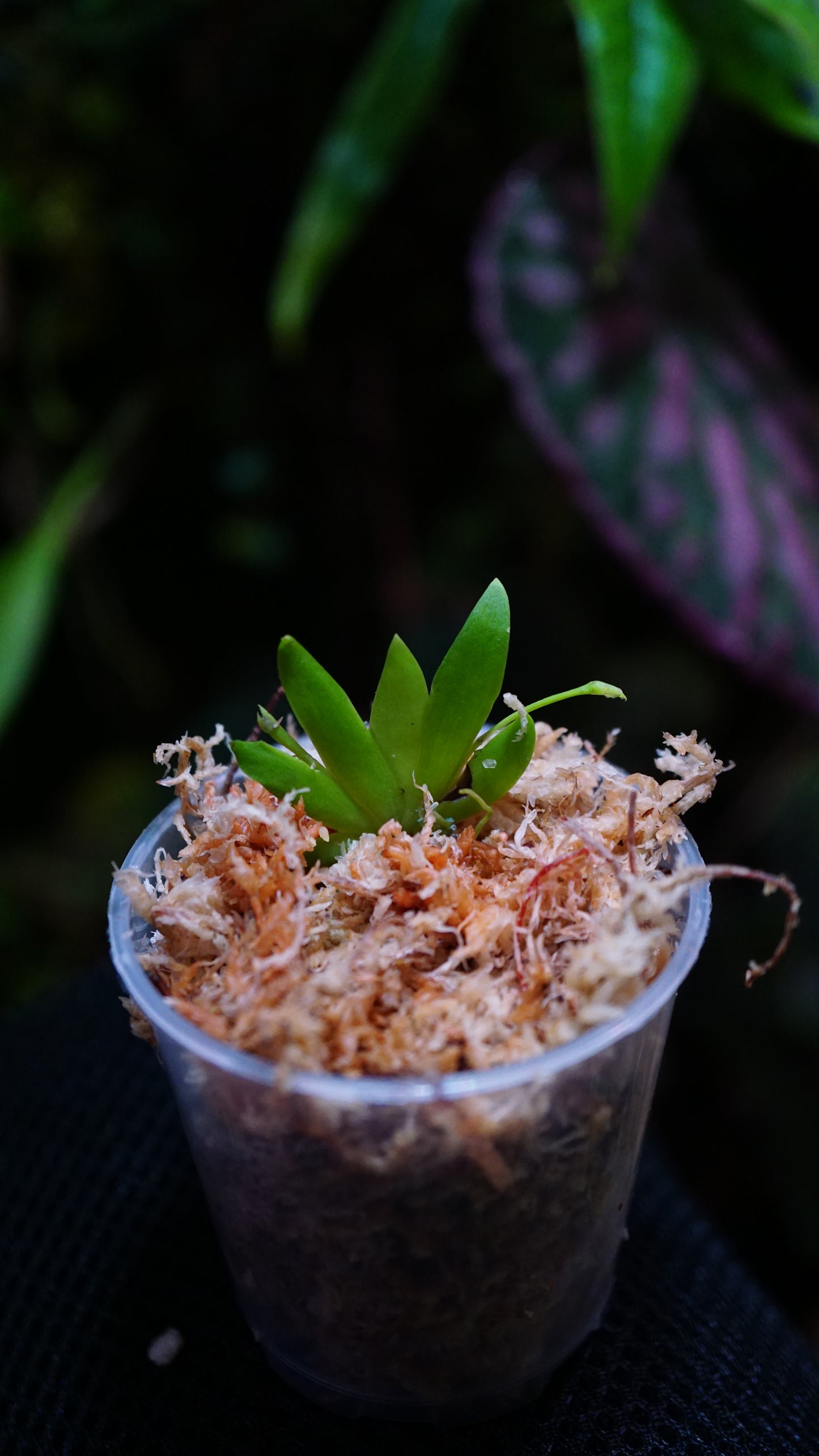 Erycina pusilla