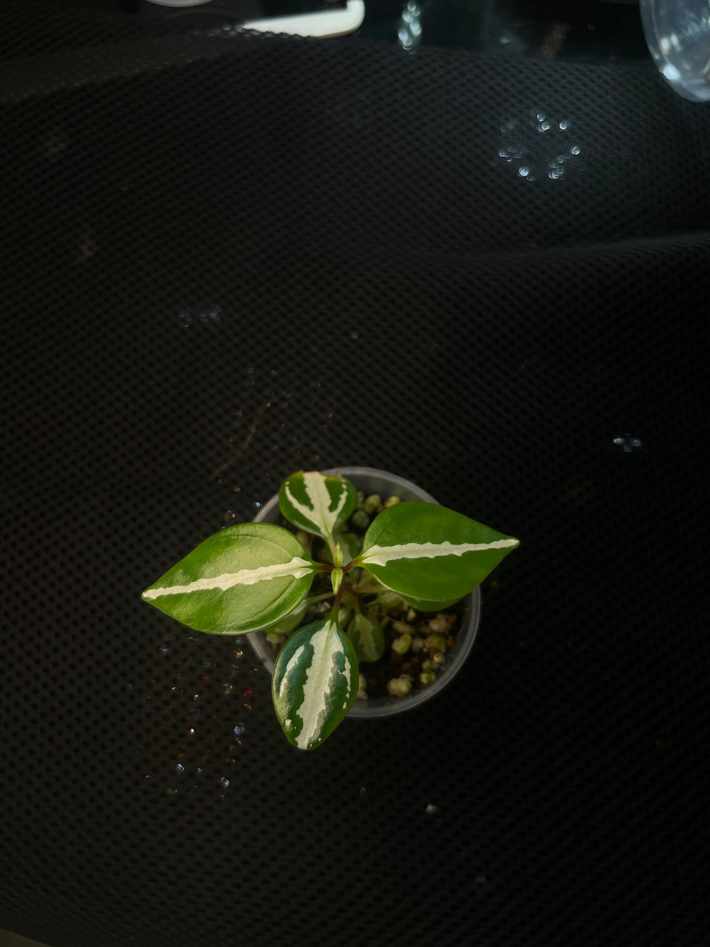 Sonerila sp 3