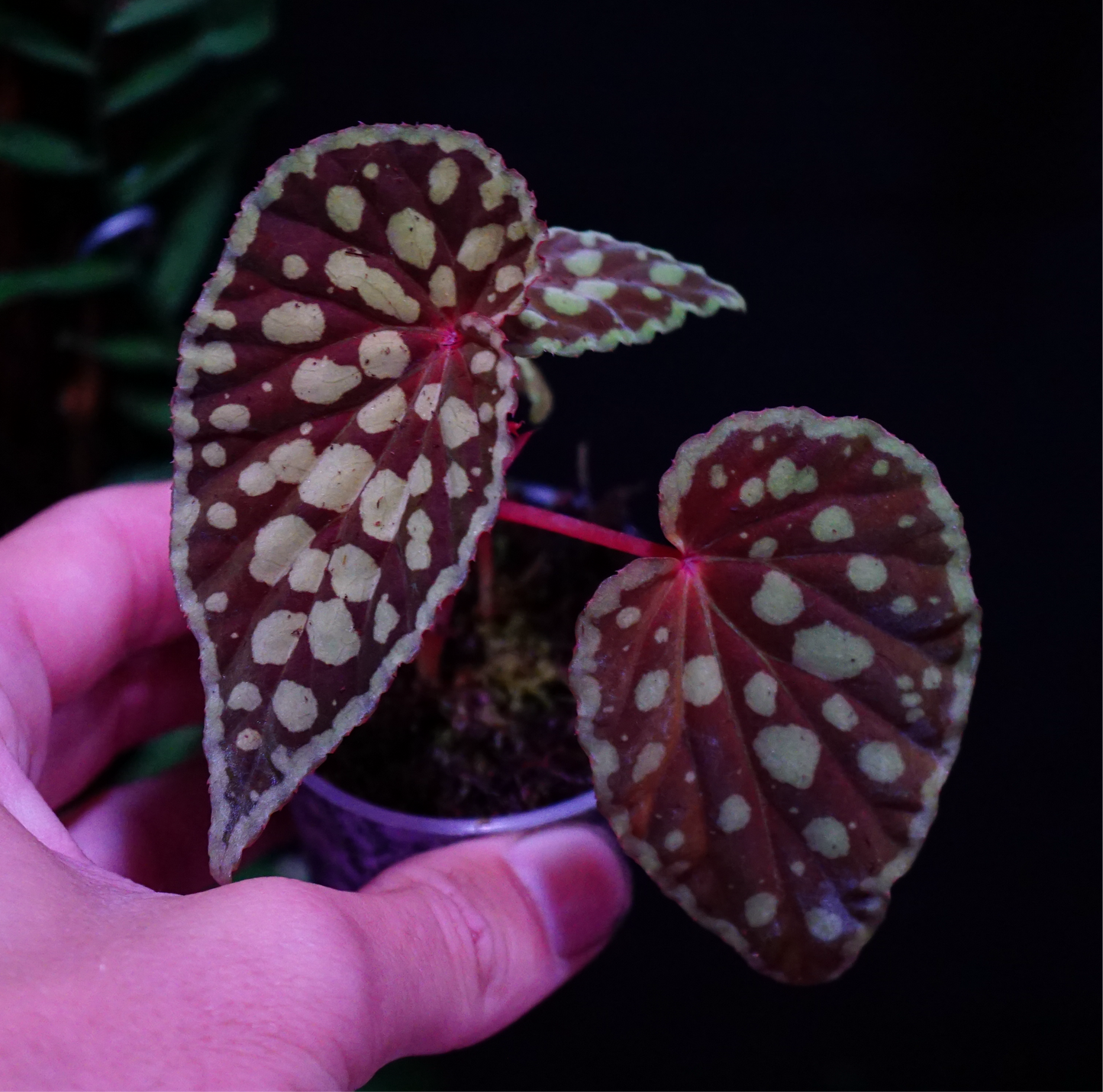 Begonia chlorosticta