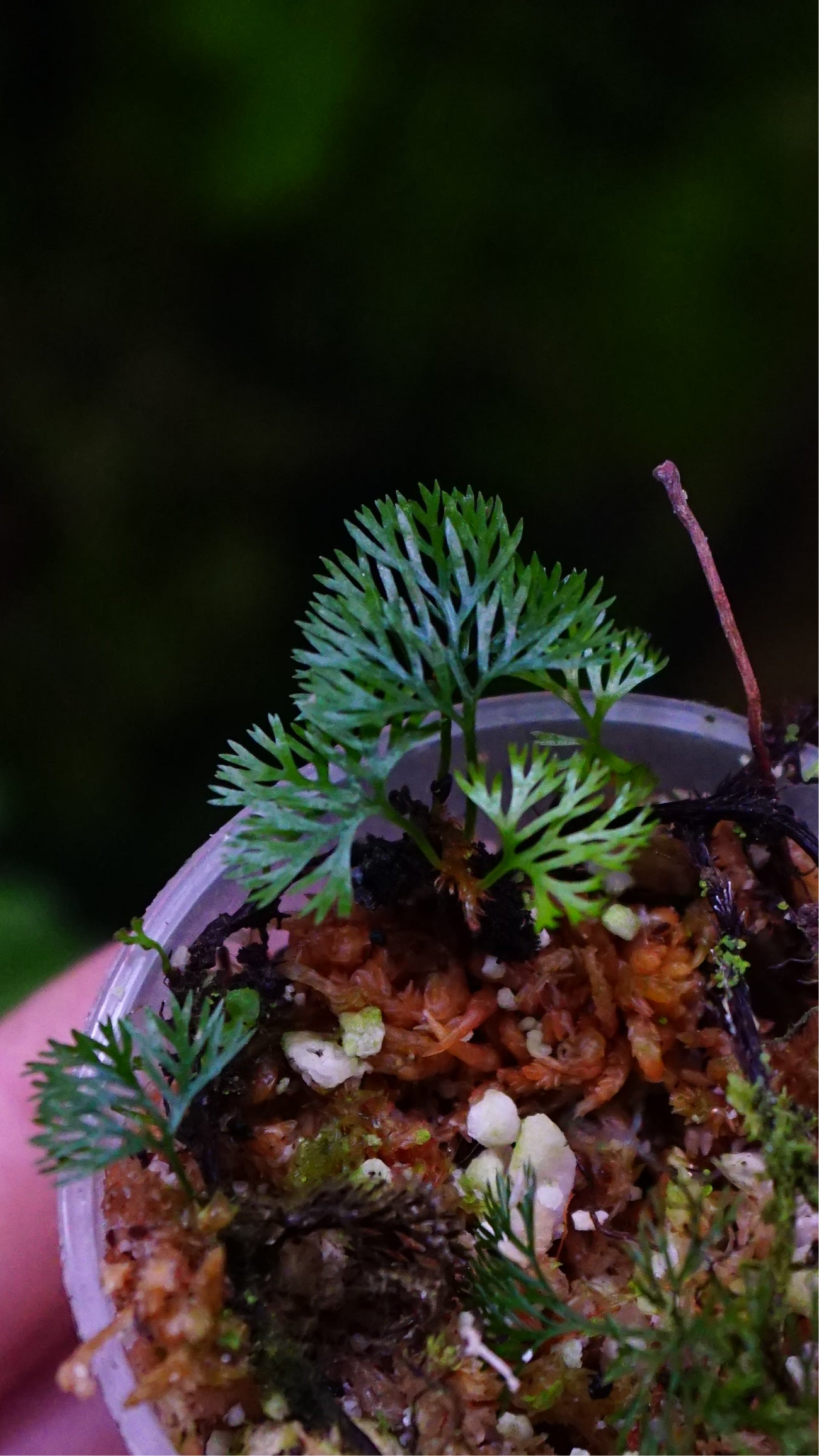 Davalia parvula