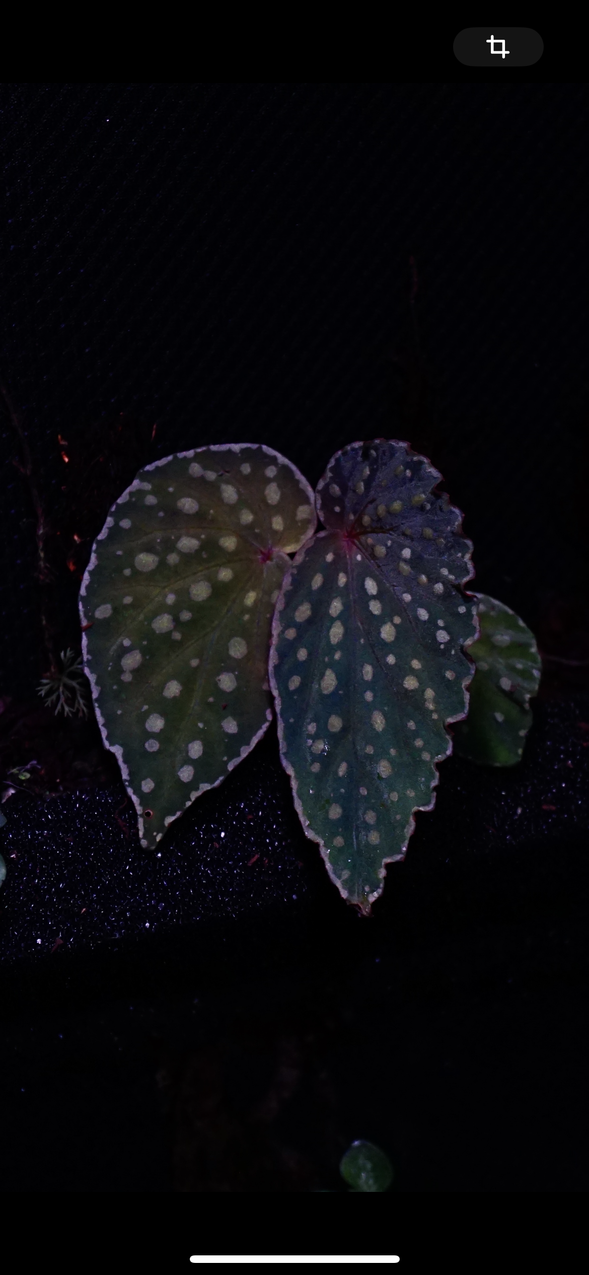 Begonia chlorosticta x kapuashuluensis