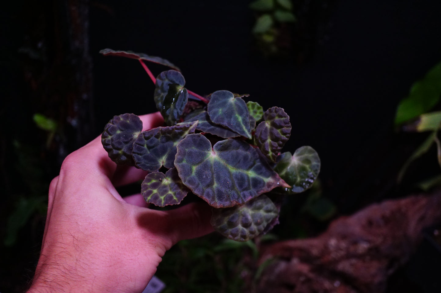 Begonia sp Trang