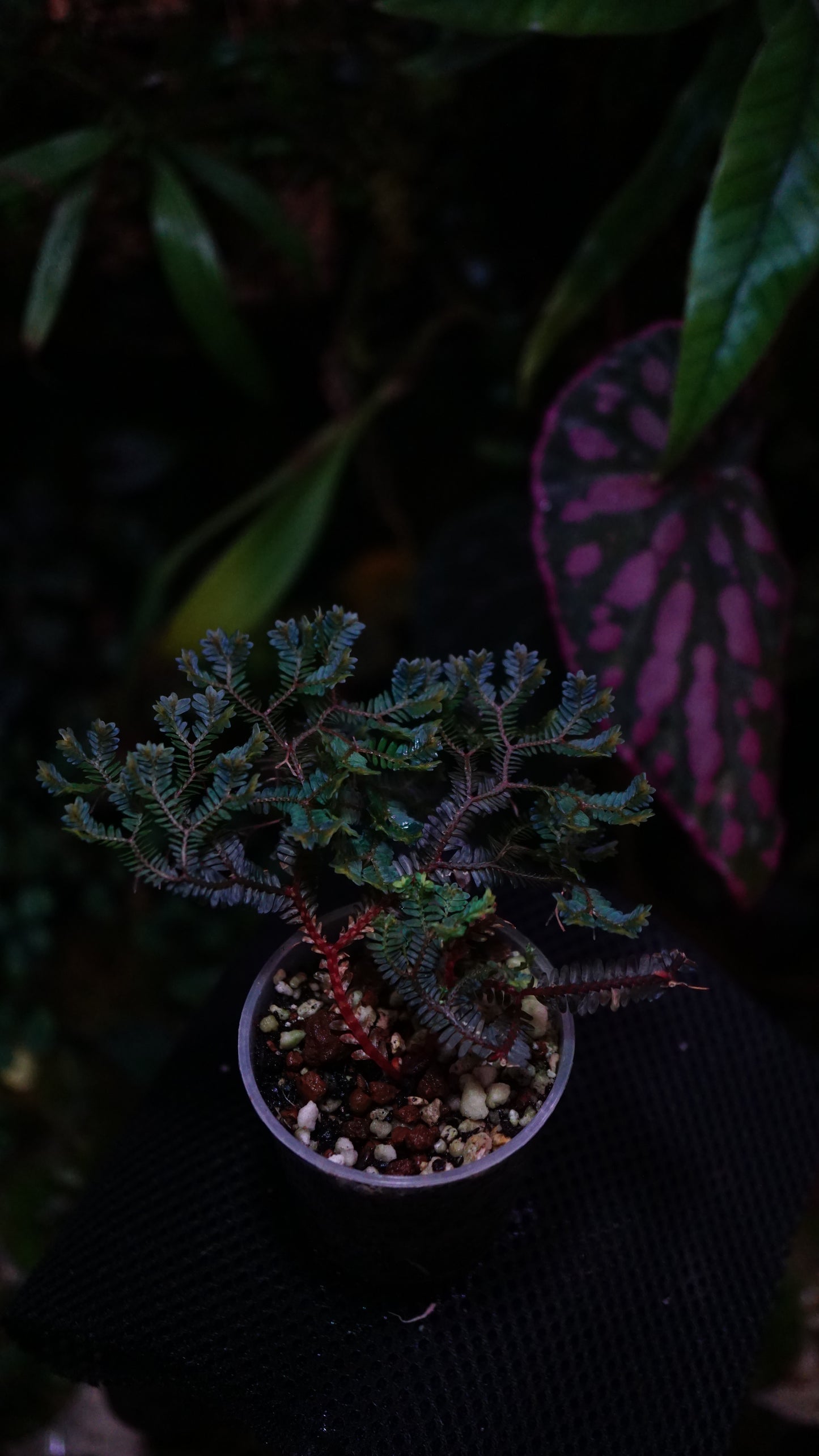 Selaginella rainbow