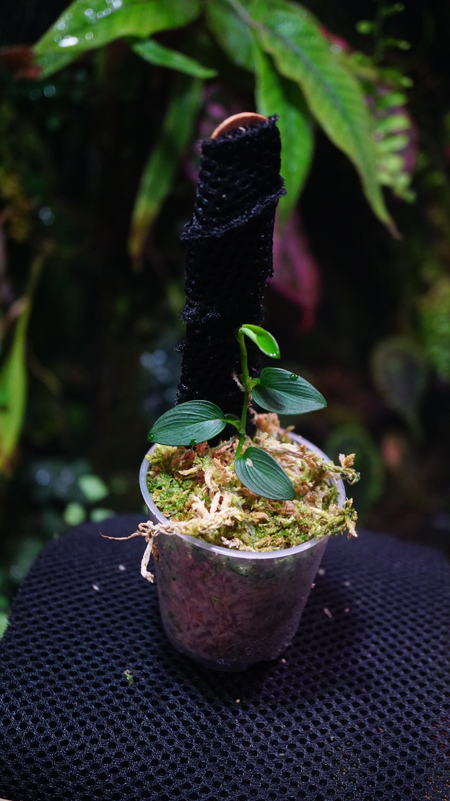 Philodendron mini Santiago
