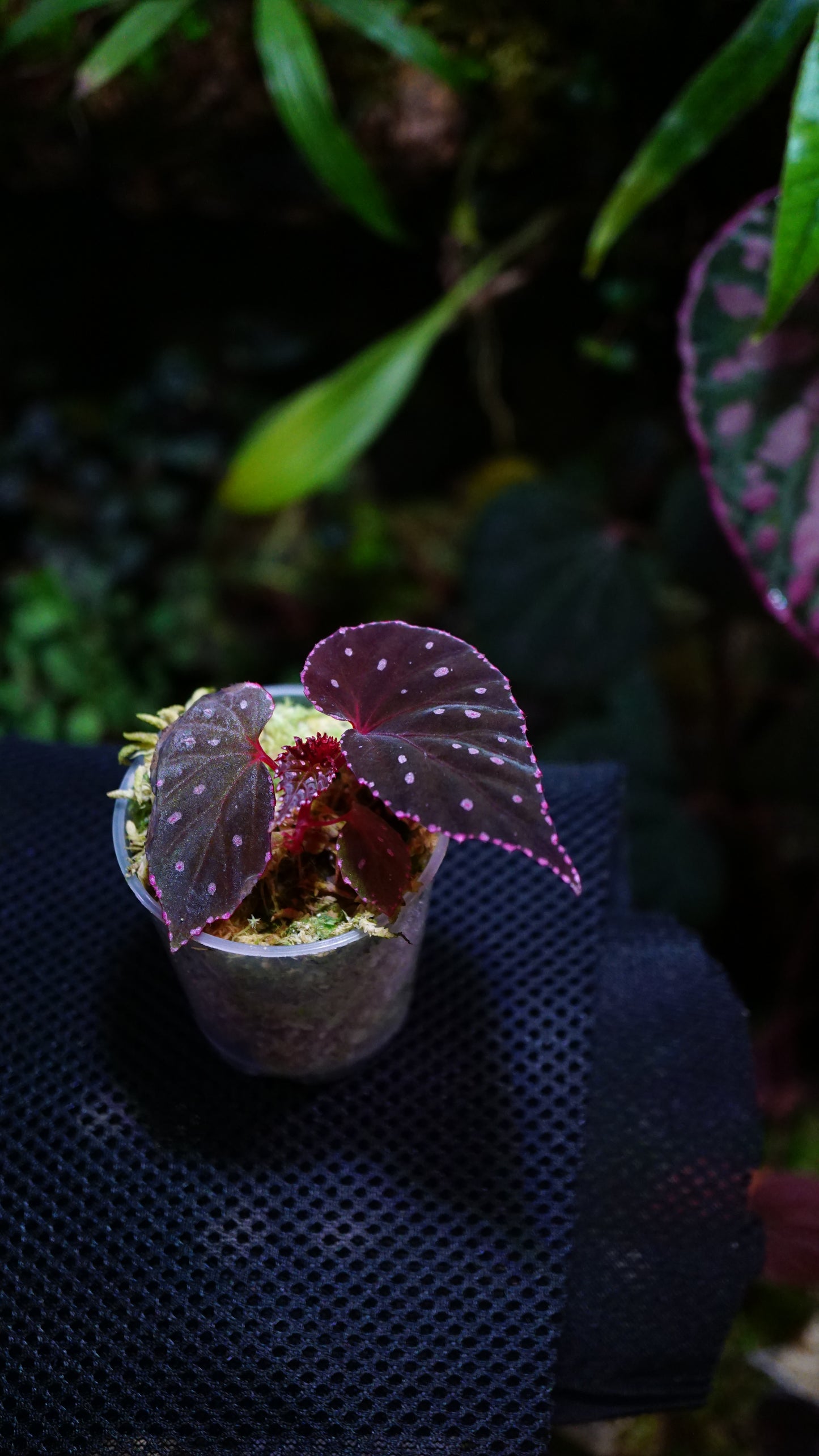 Bégonia sp (erythrogyna )
