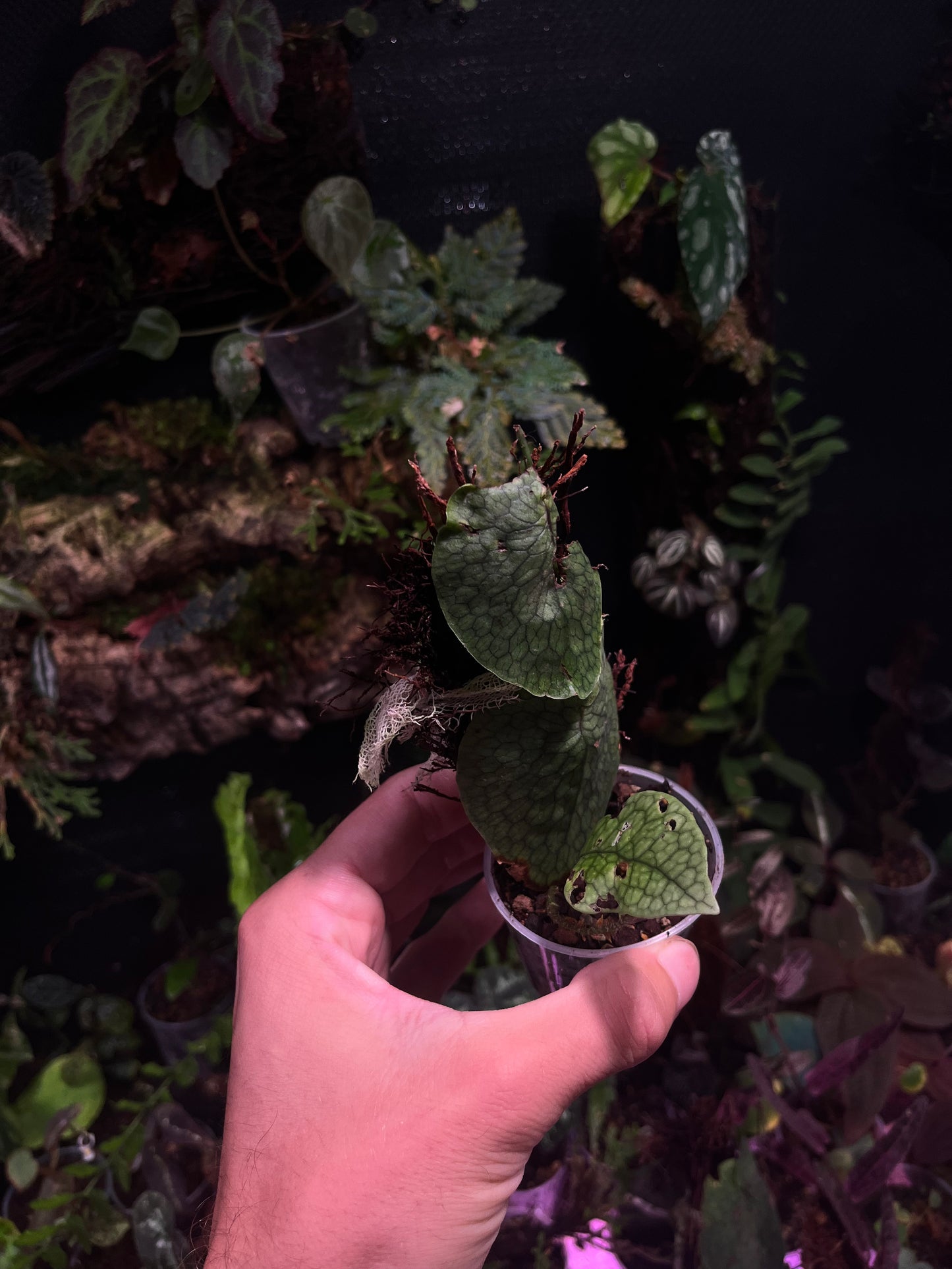 Dendroconch annabellae