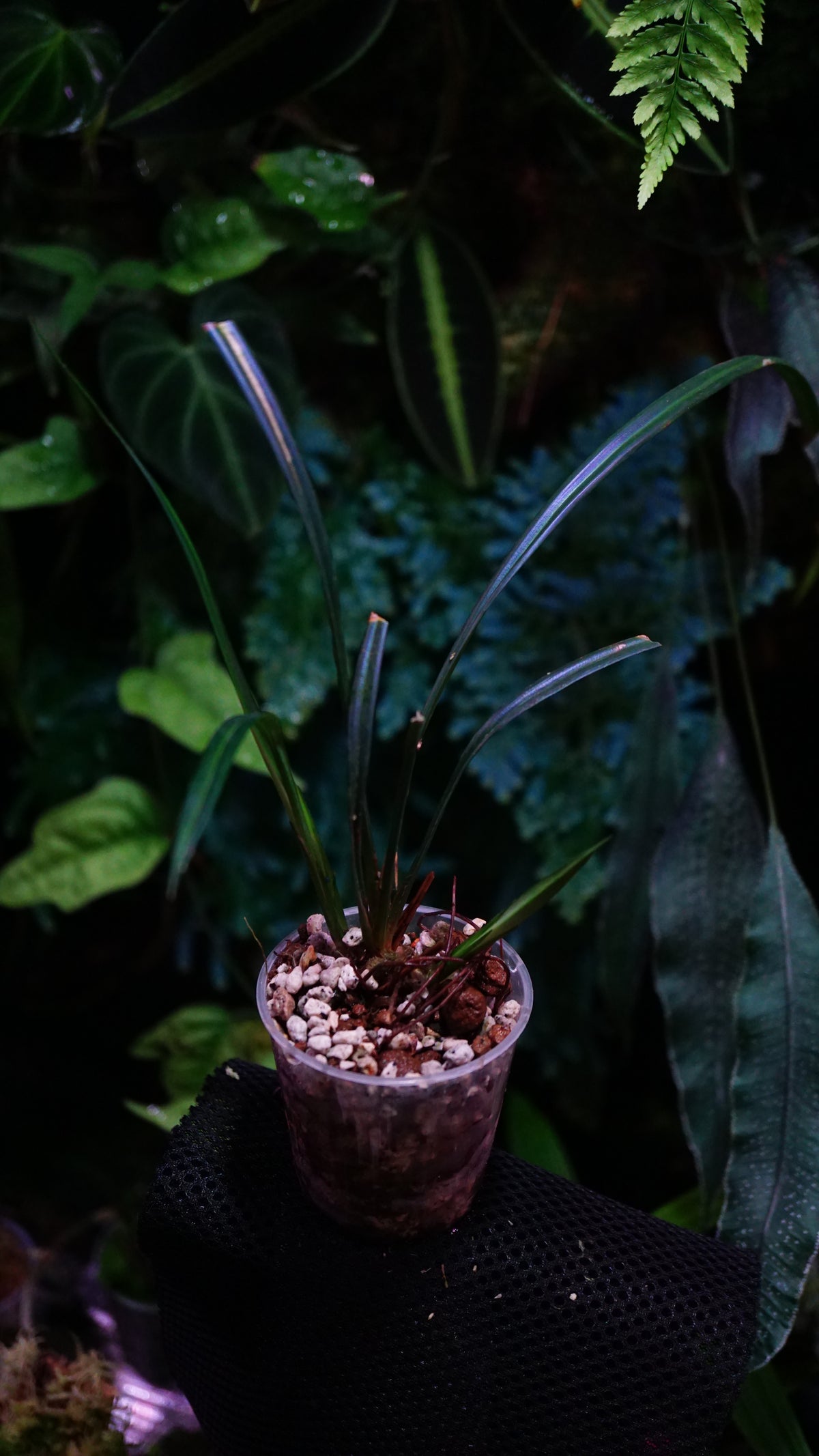 Mapania caudata