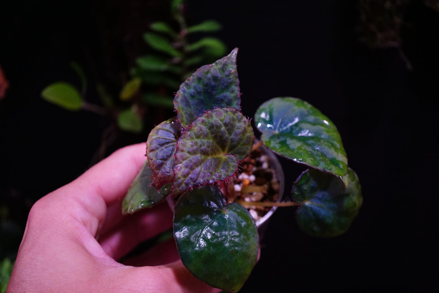 Begonia Rockii