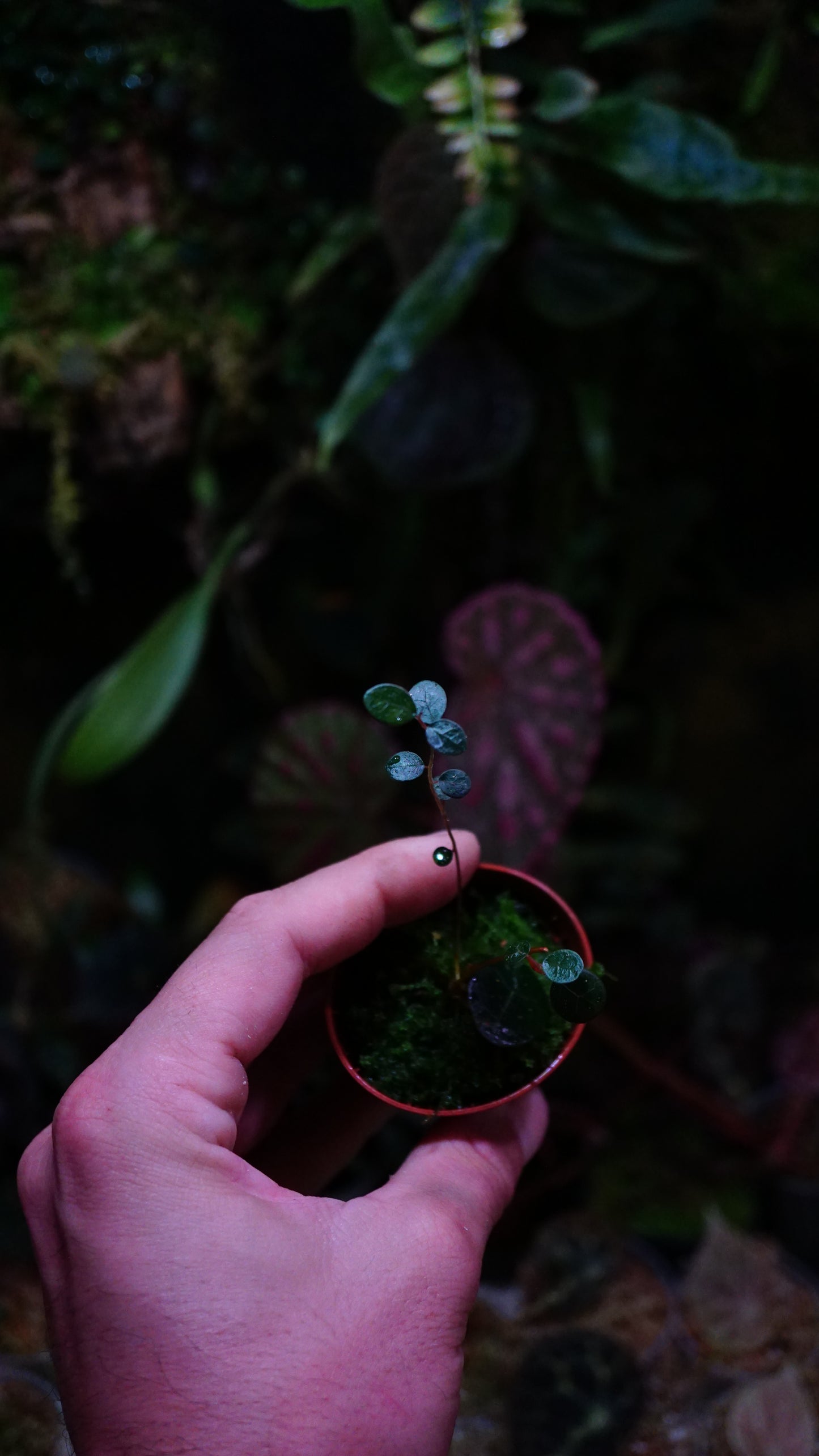 Ficus deltoïdes mini