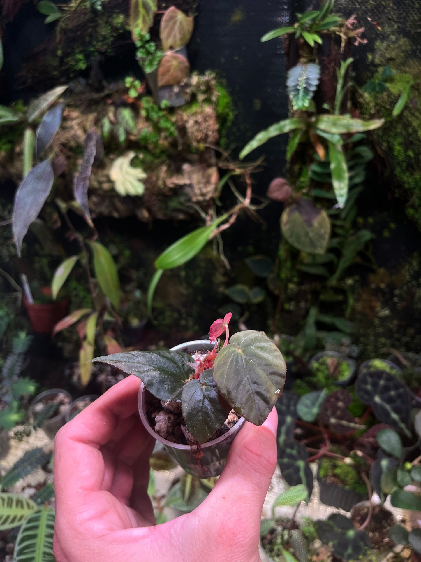 Bégonia pavonina cyan