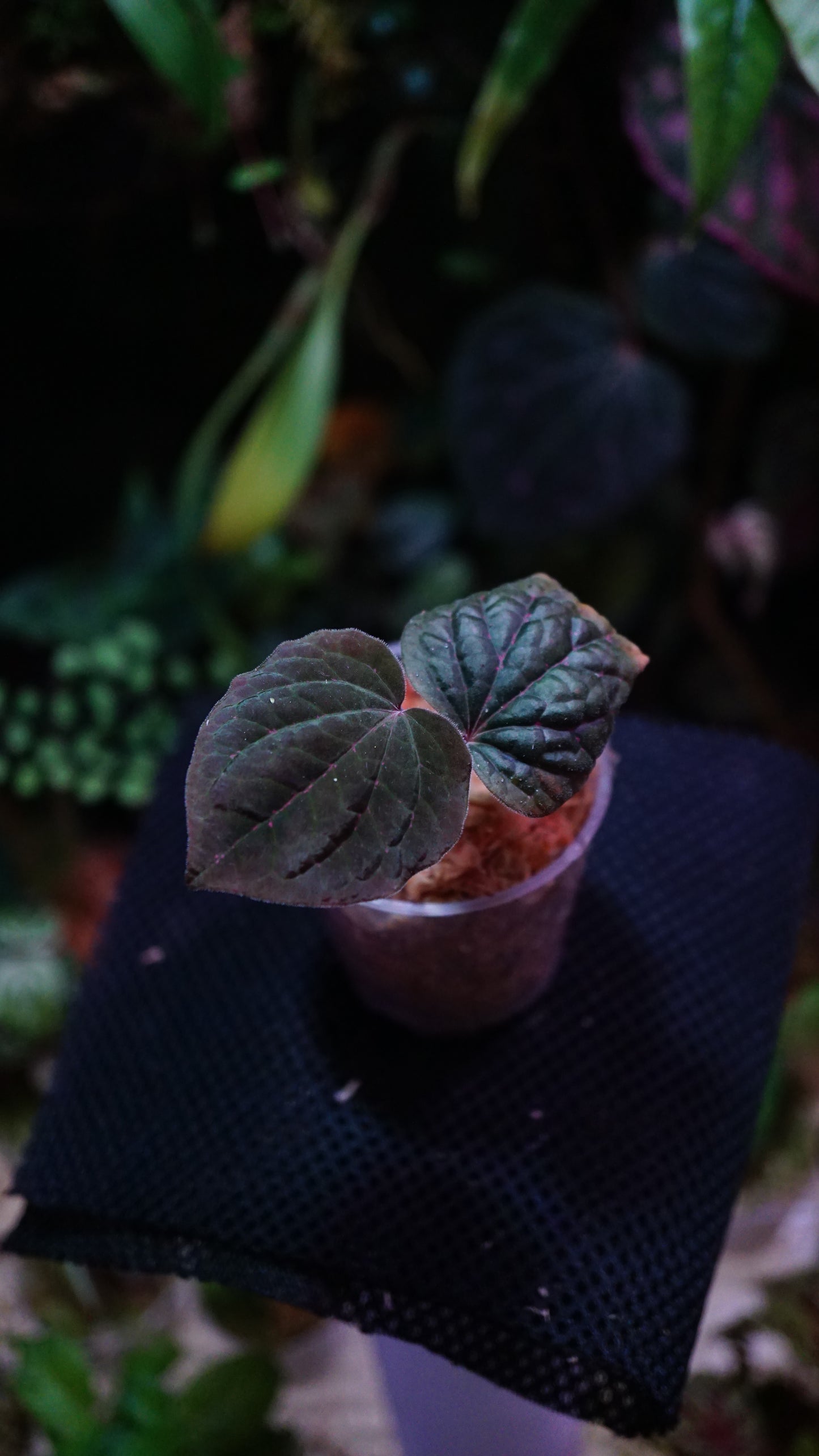 Piper sp porphyrophyllum