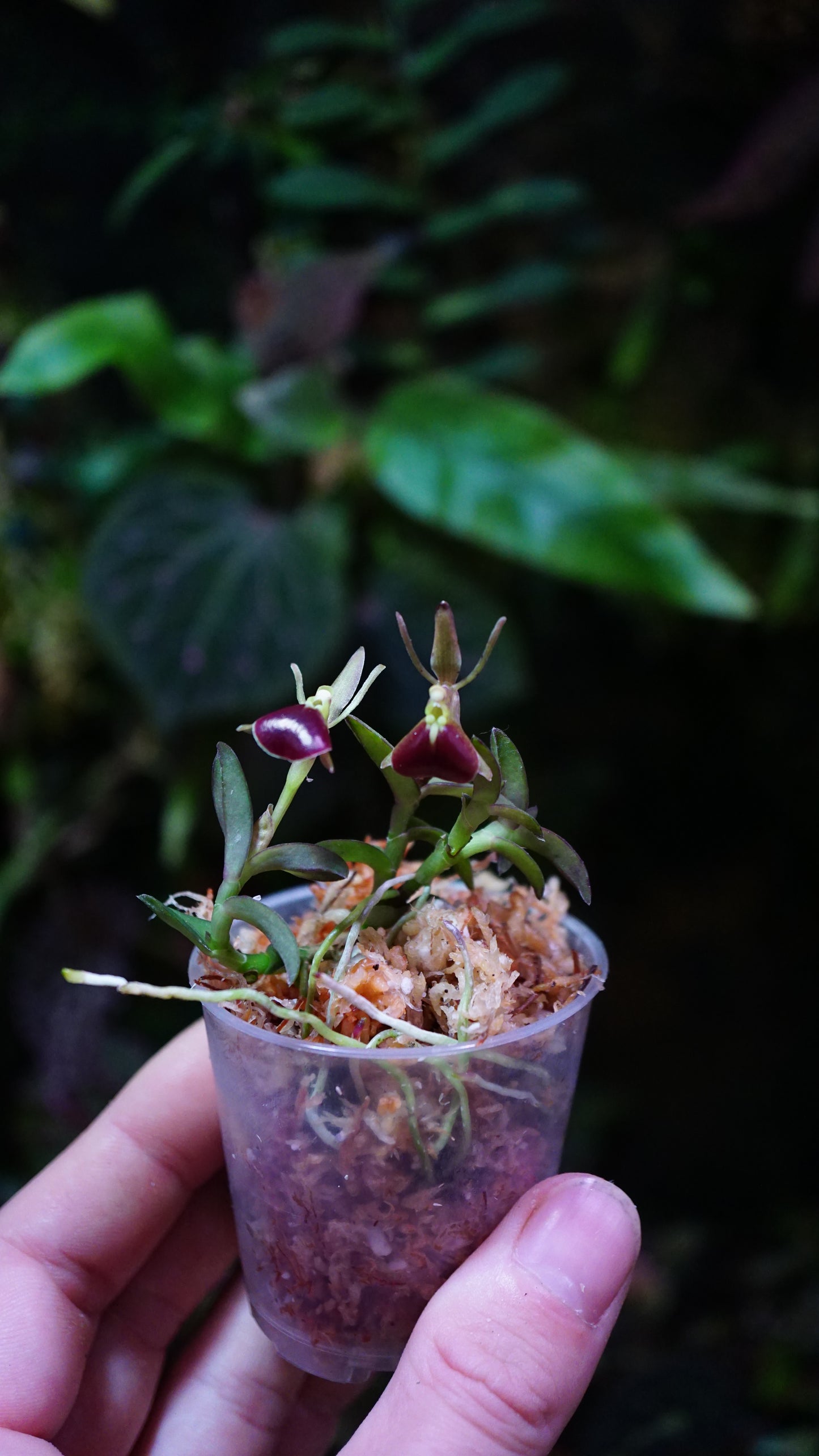 Epidendrum porpax