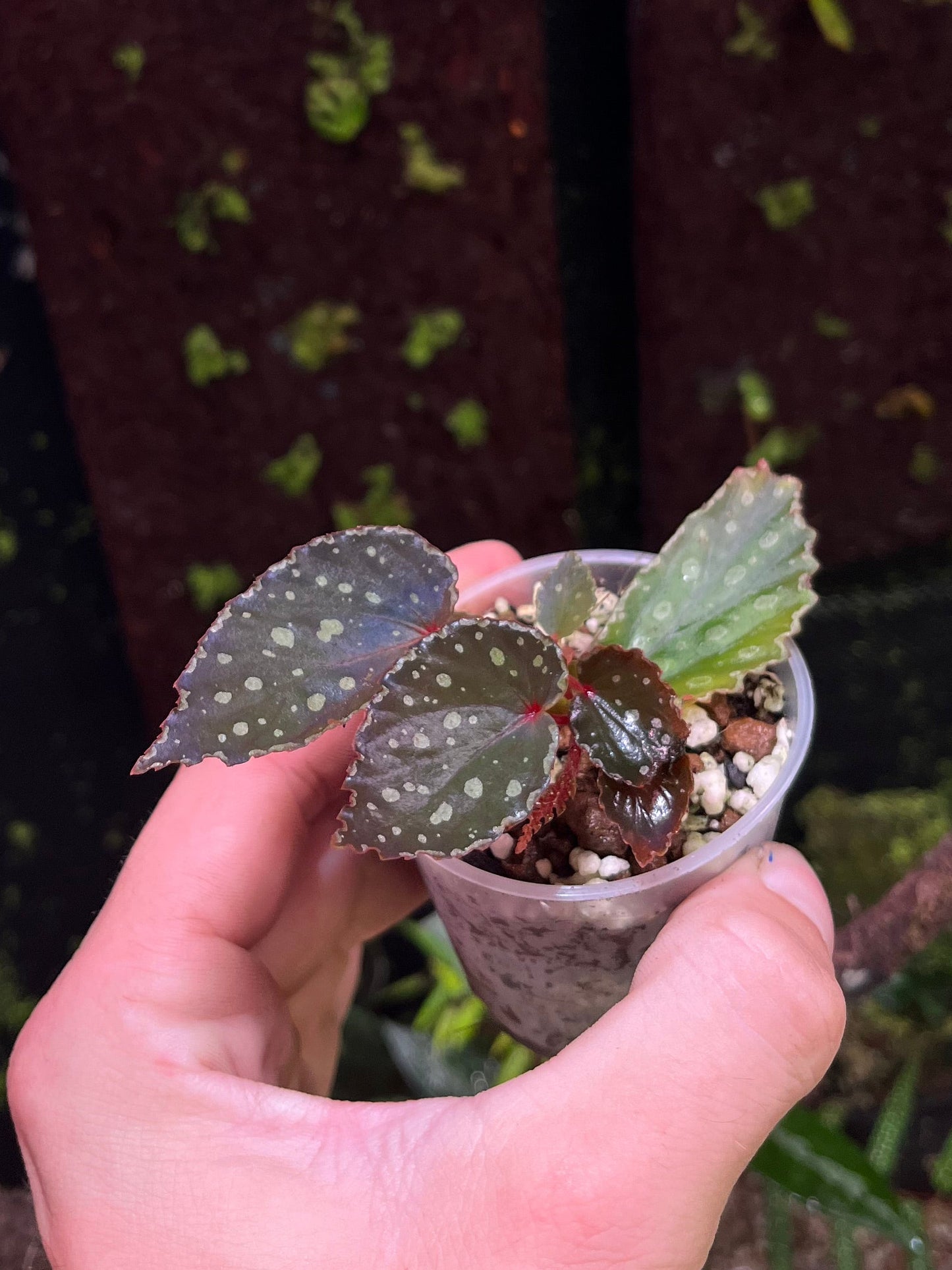 Begonia chlorosticta x kapuashuluensis