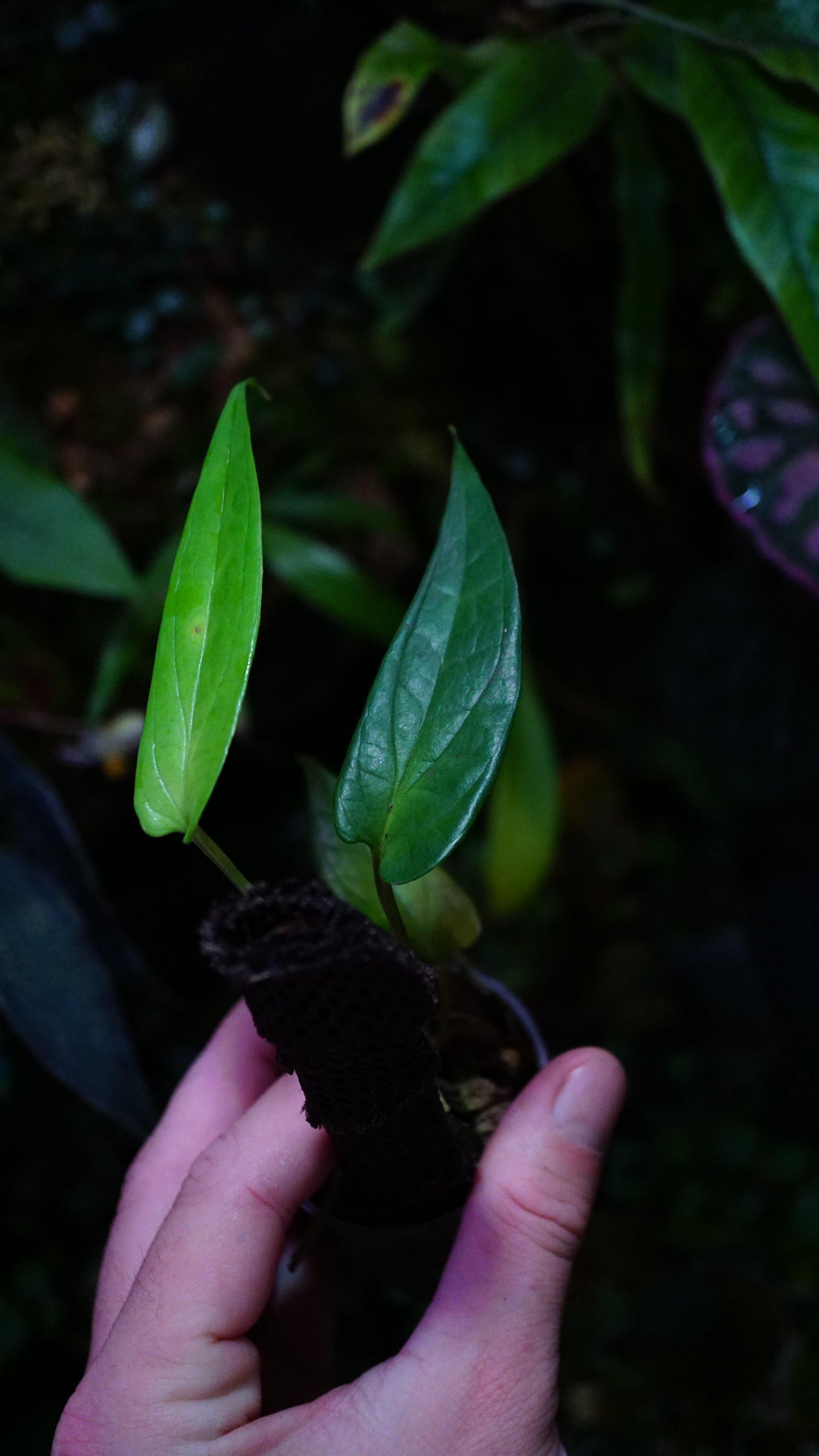 Amydrium sp ( rare form )