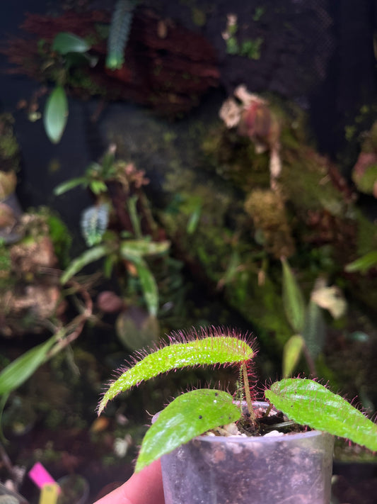 Bégonia sp Hairy