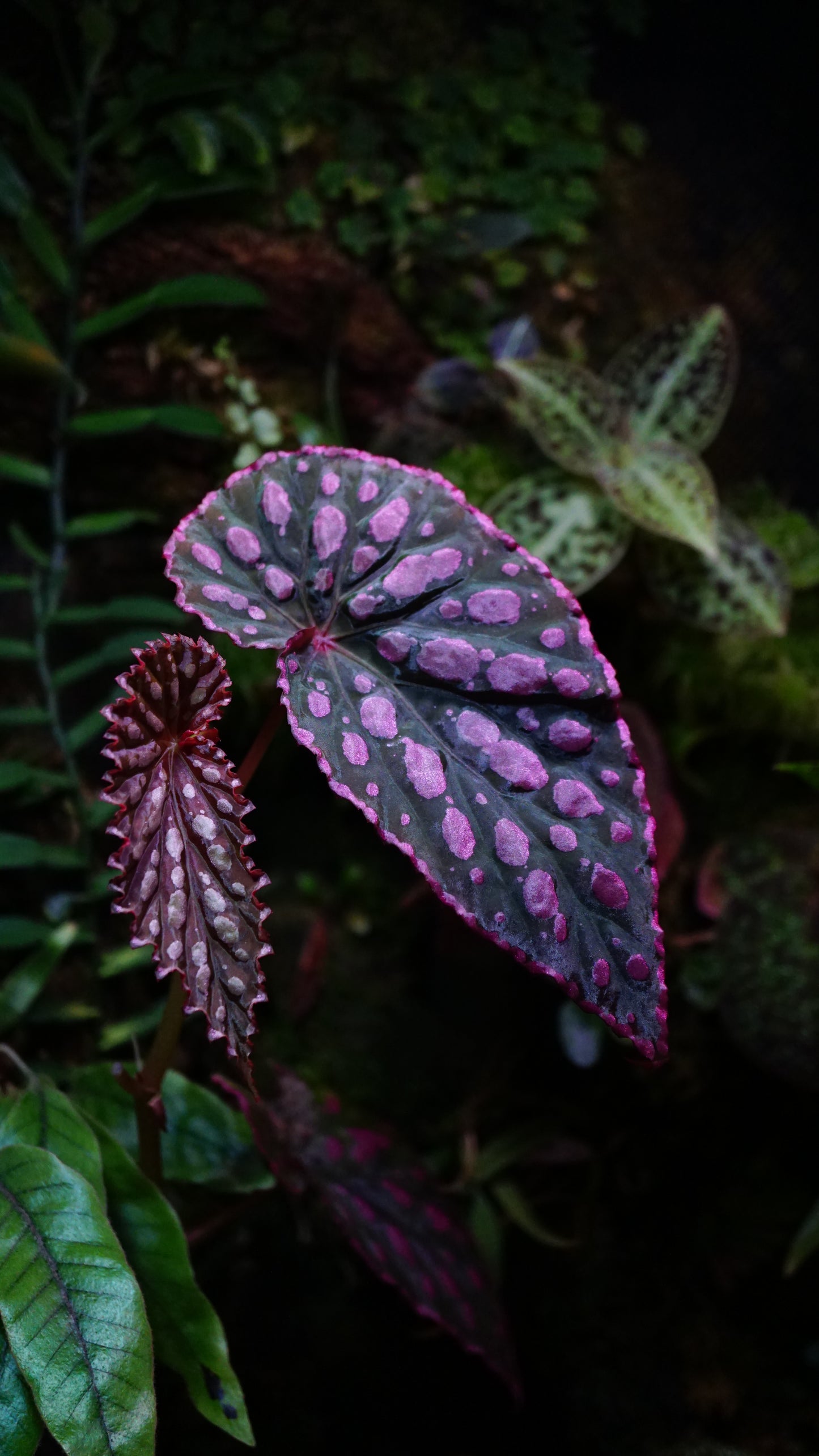 Bégonia chlorosticta X negroensis