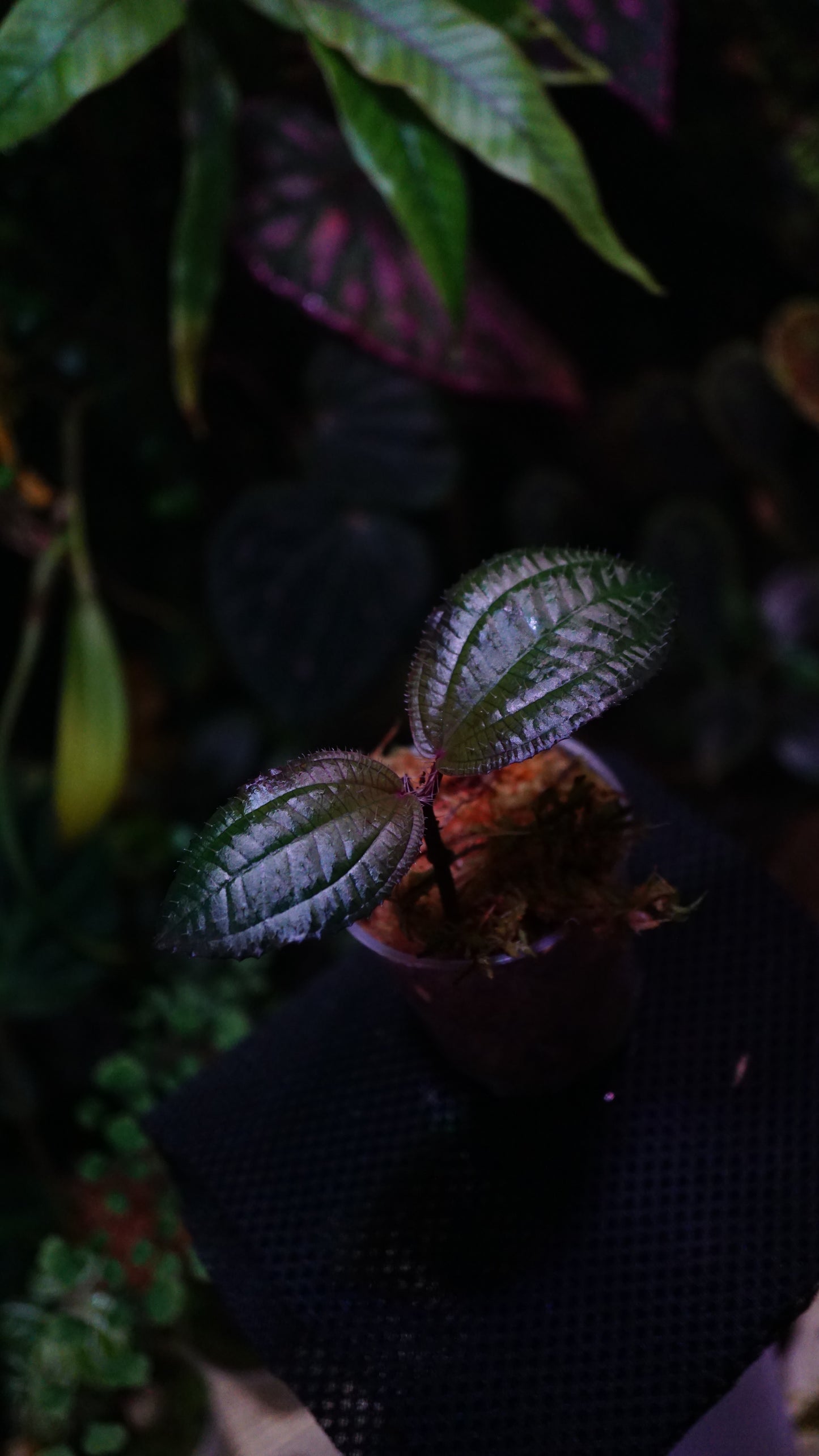 Phyllagathis rotundifolia
